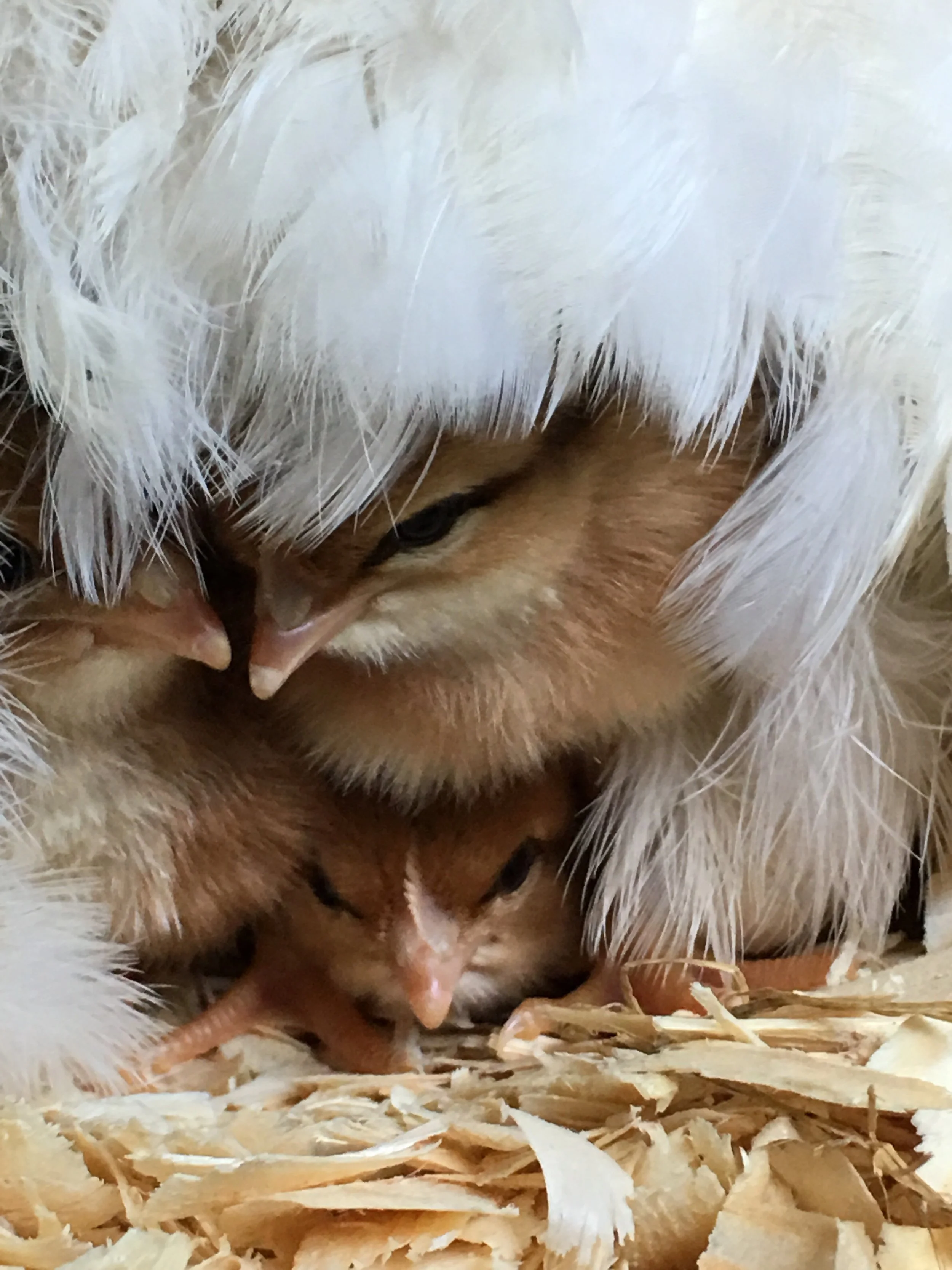 The Story of How Wincey-the-Hen Became a Mum
