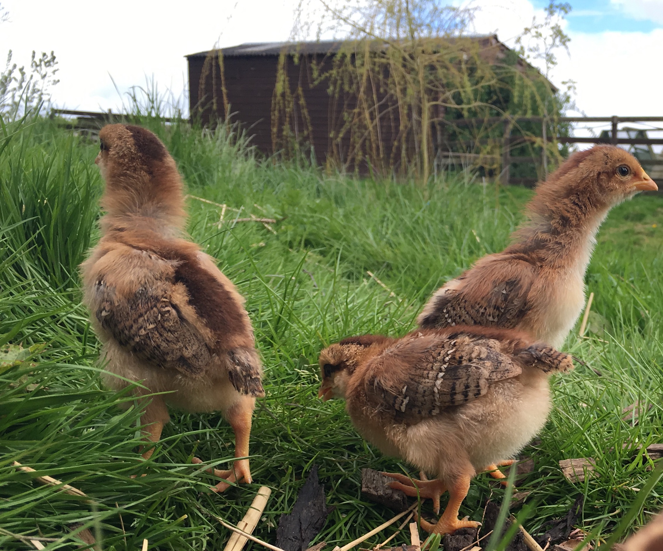 The Seasons Outside My Back Door: Week 16 & 17 || April & May 2016