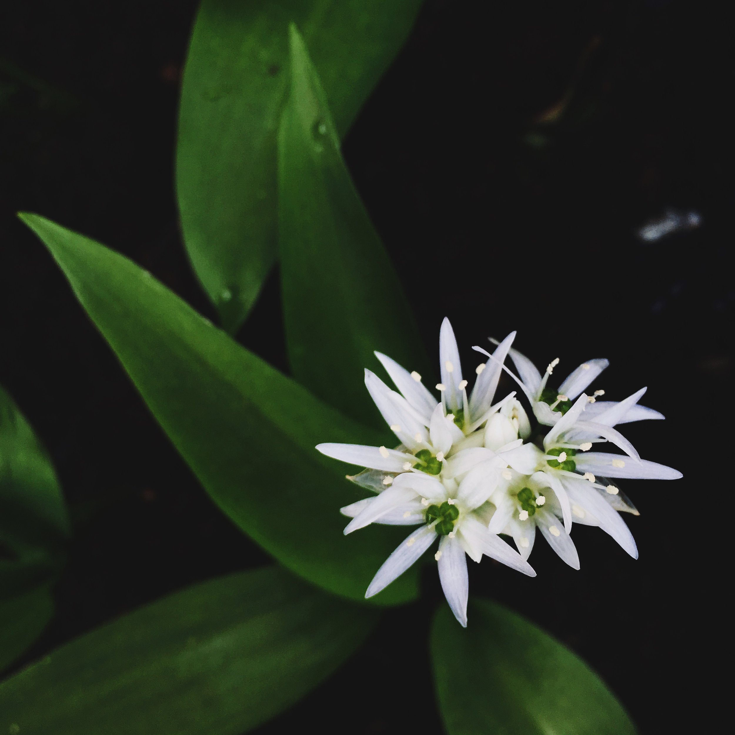 Seasons Outside My Back Door: Week 18 || May 2016