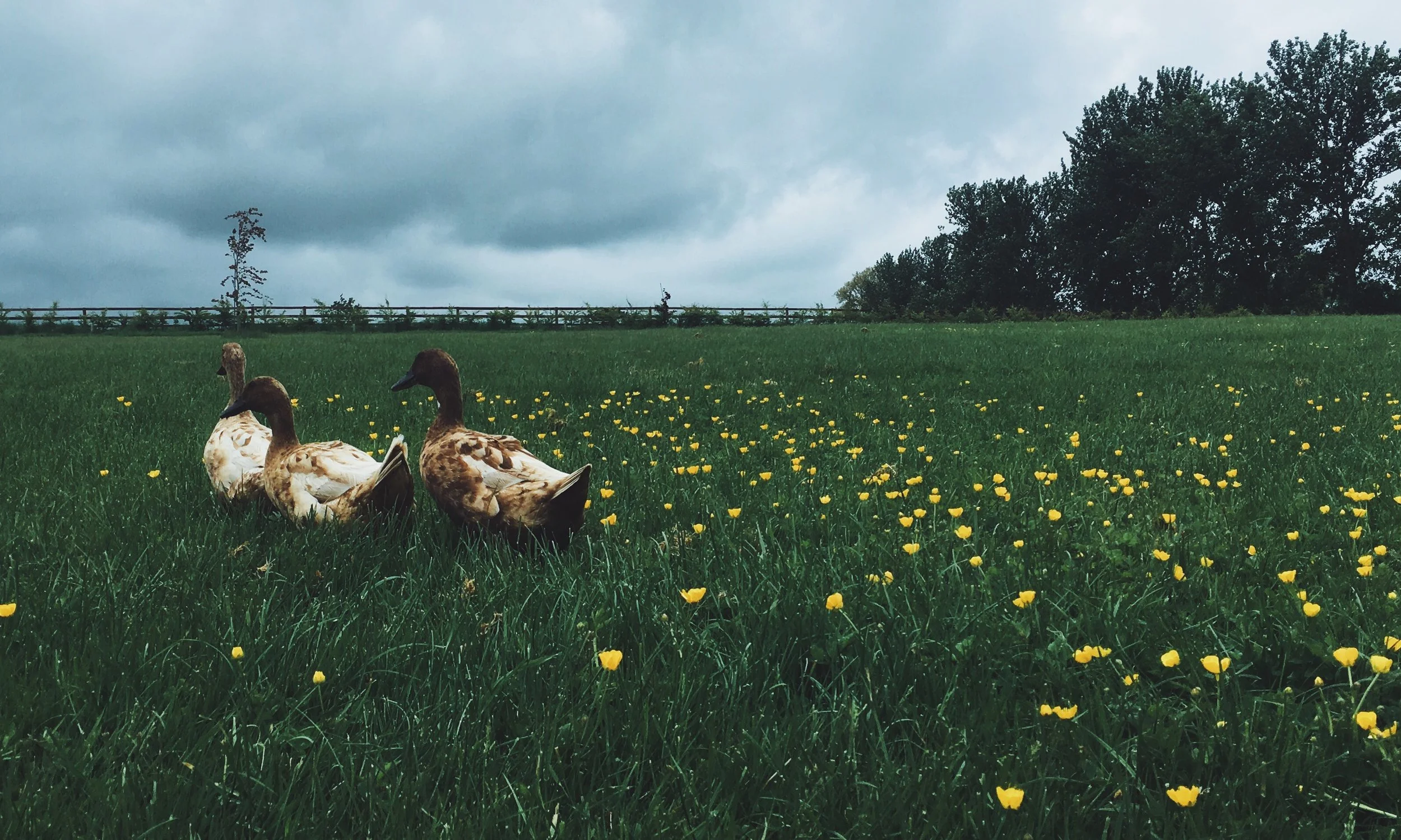 Embracing a Slower Life