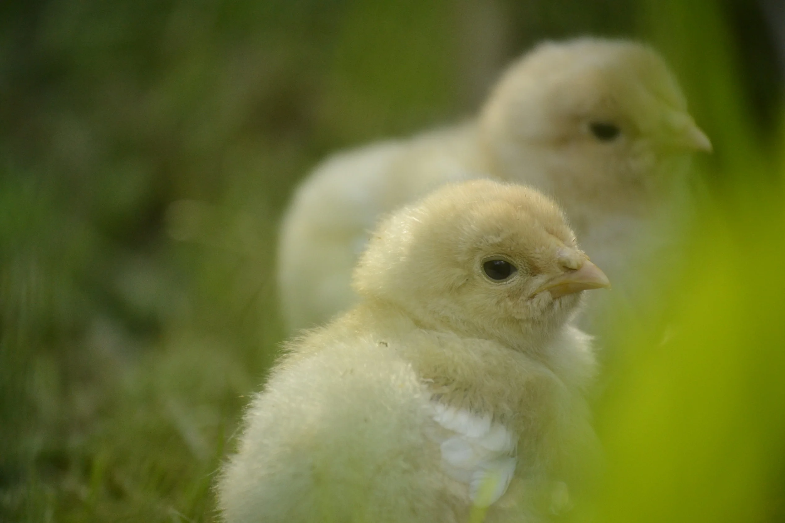 A Day in the Life of Six Chicks