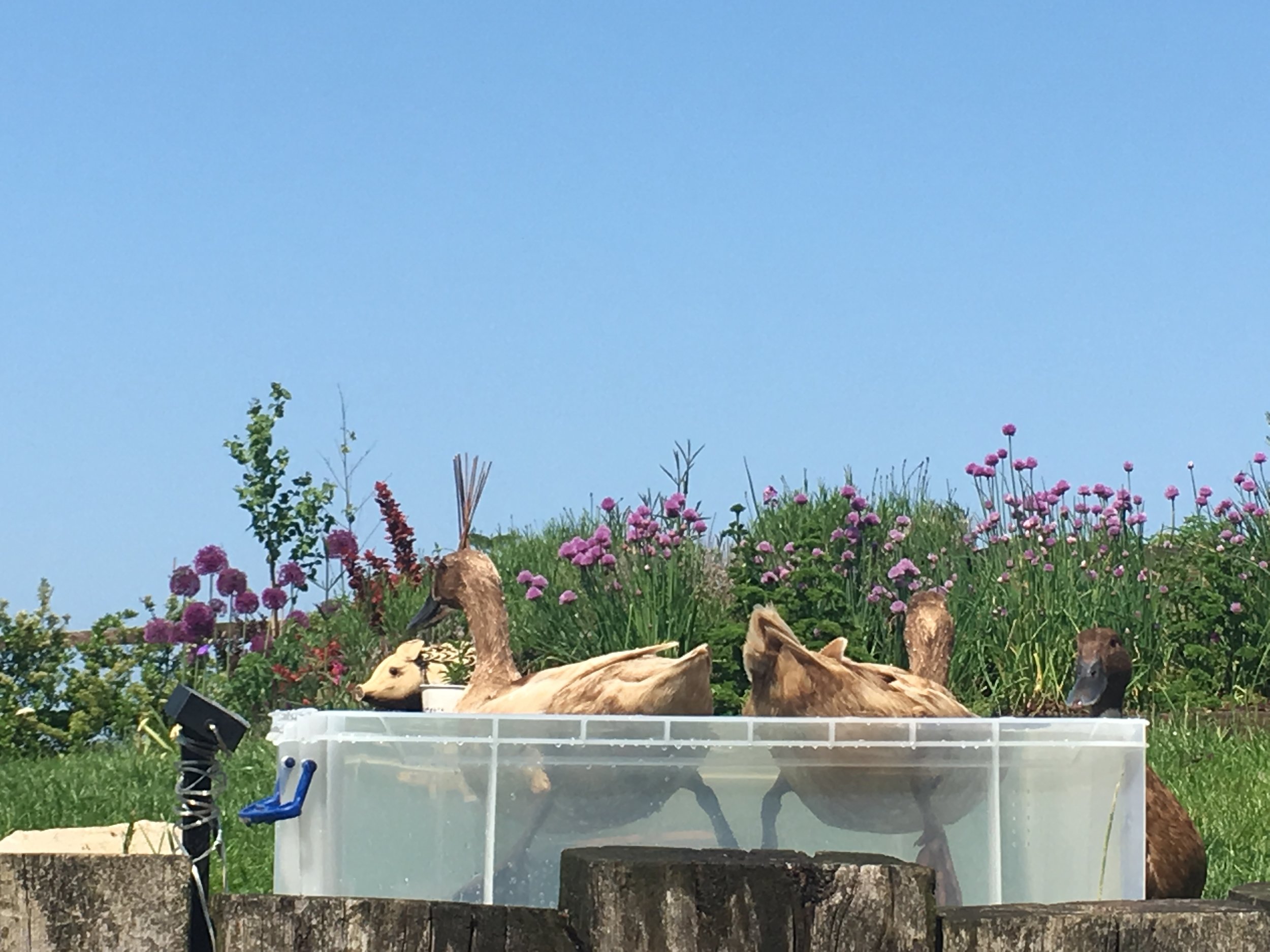 The daily routine of a duck-keeper