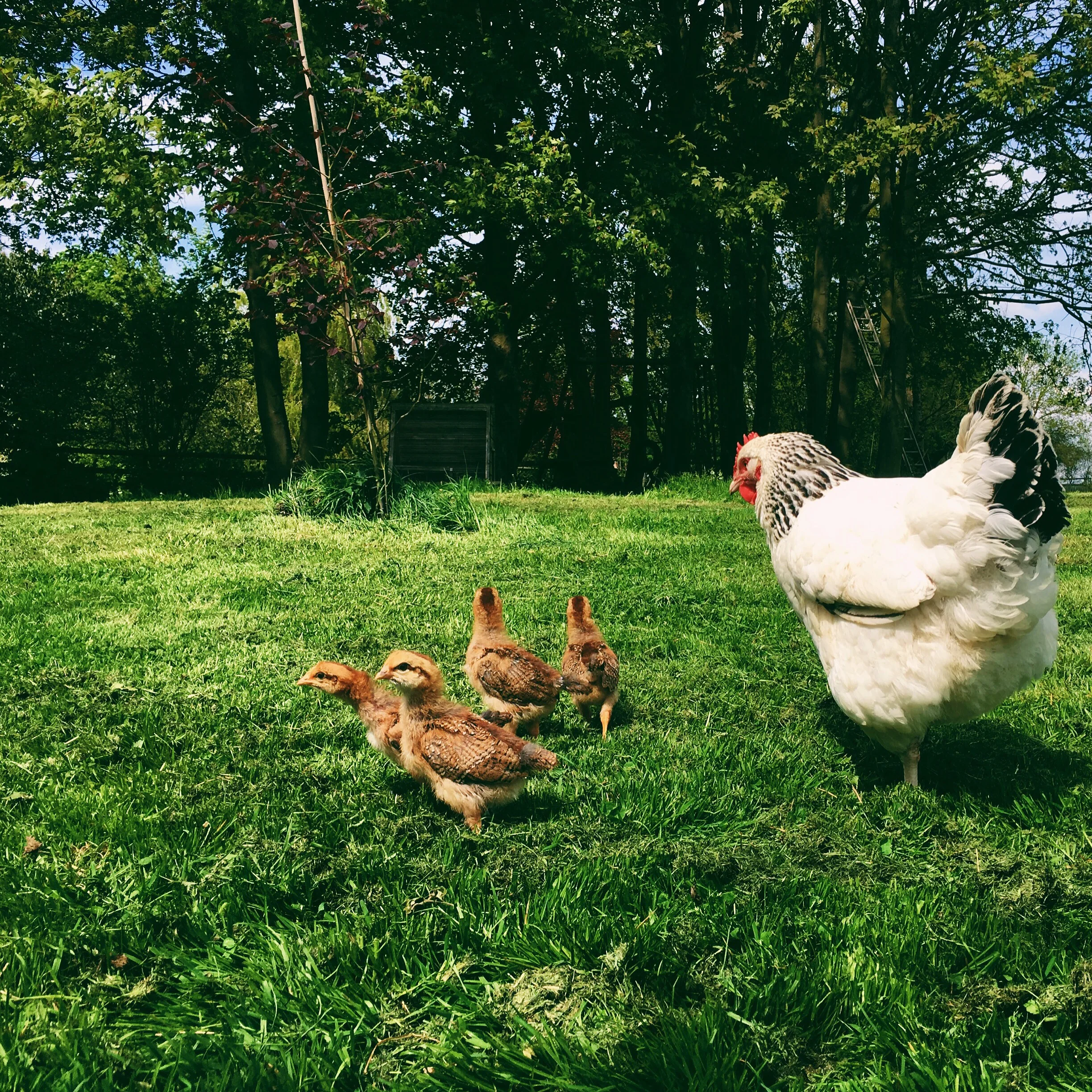 How keeping chickens changed my life