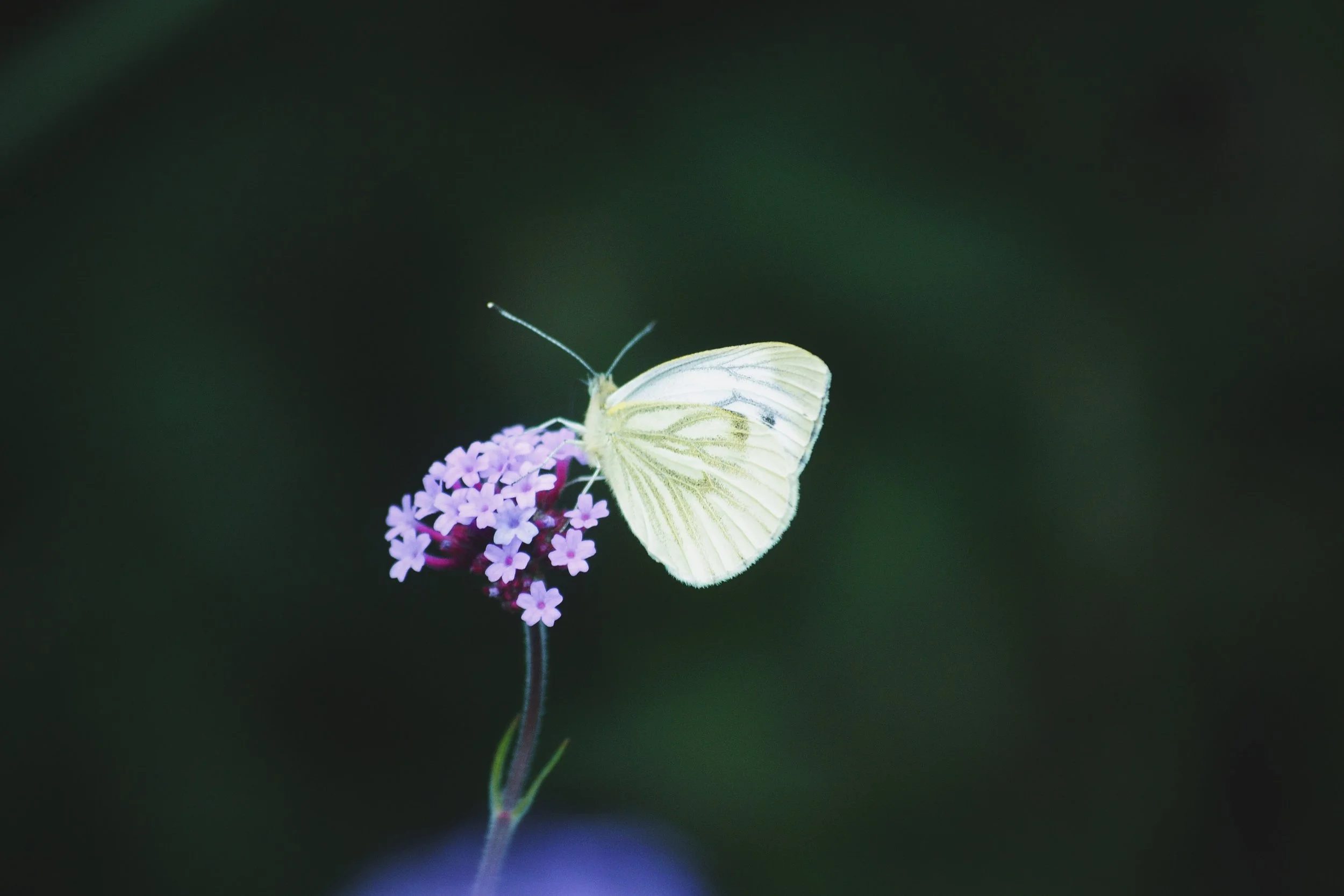 Joy out of the darkness