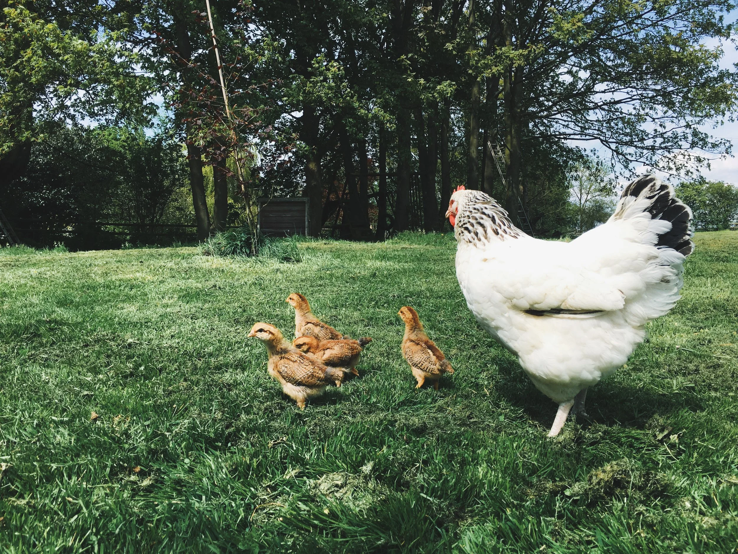 Goodbye Little Chaps