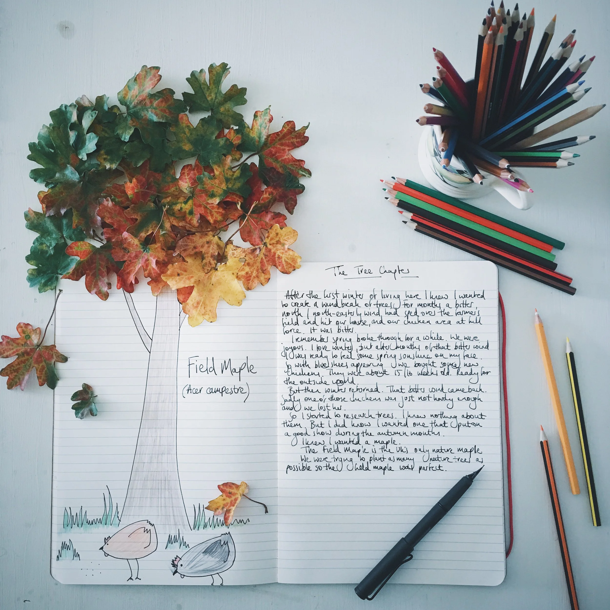 My Stories || The Field Maple