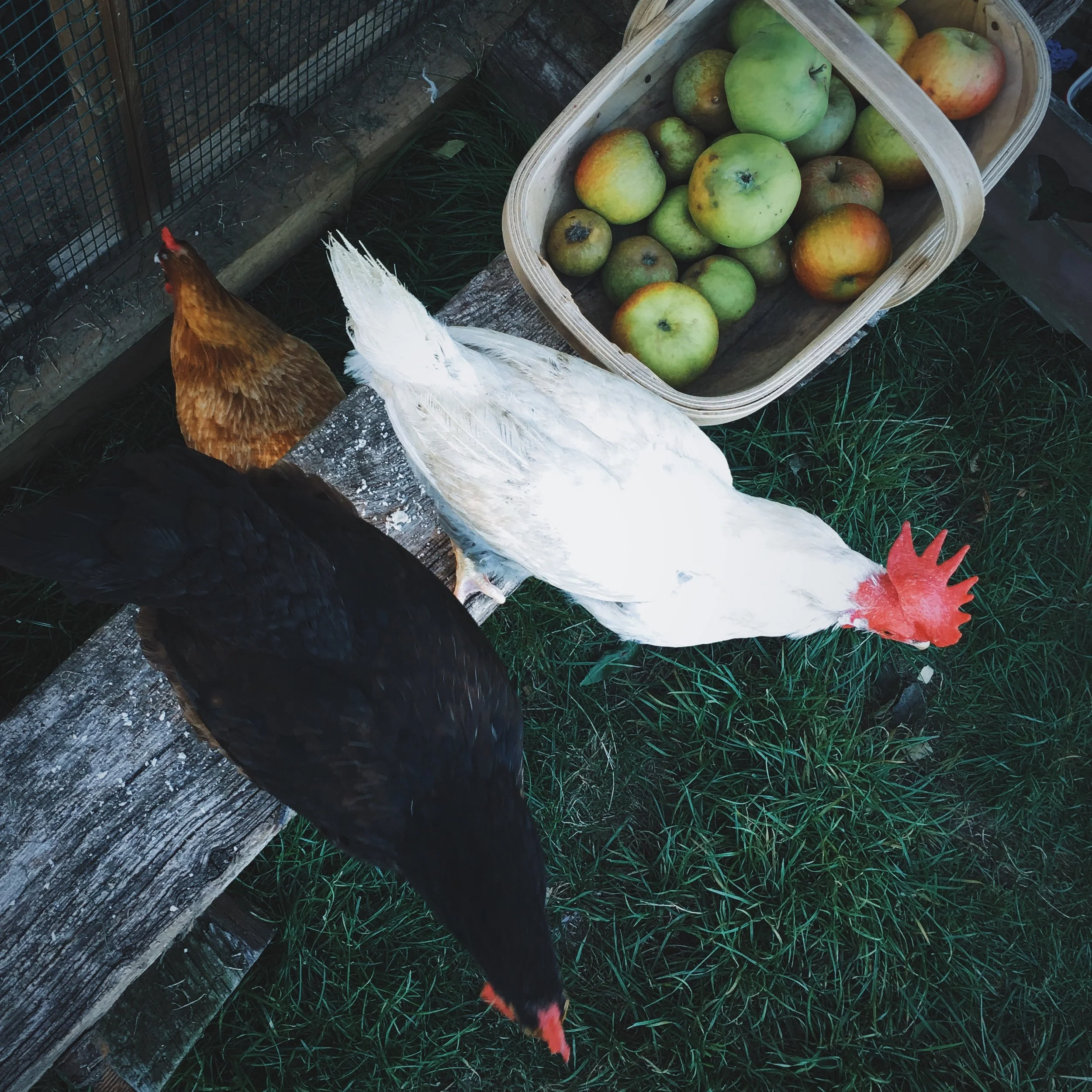 A Beginner's Guide to Chicken-keeping