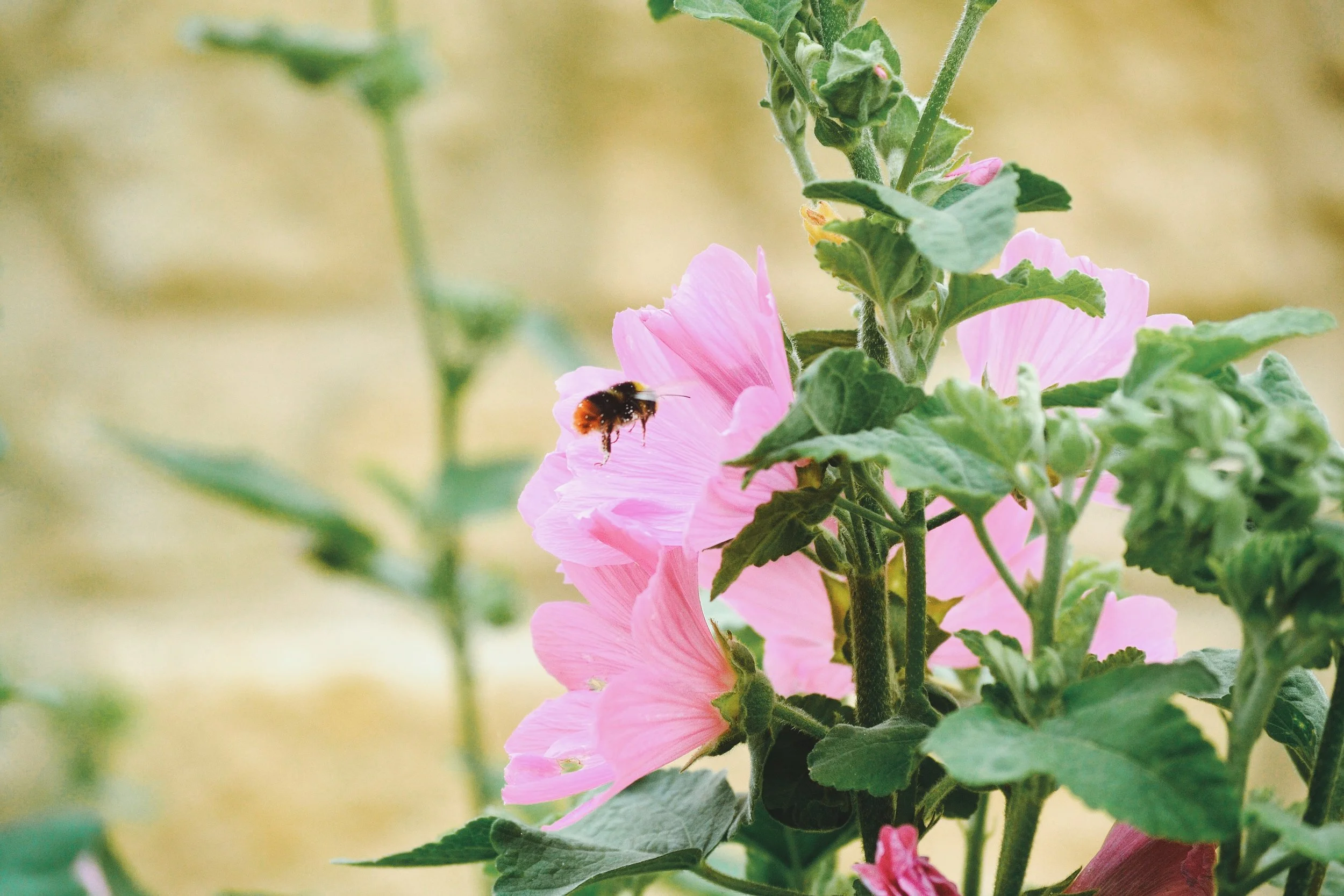 bee-and-mallow.jpg