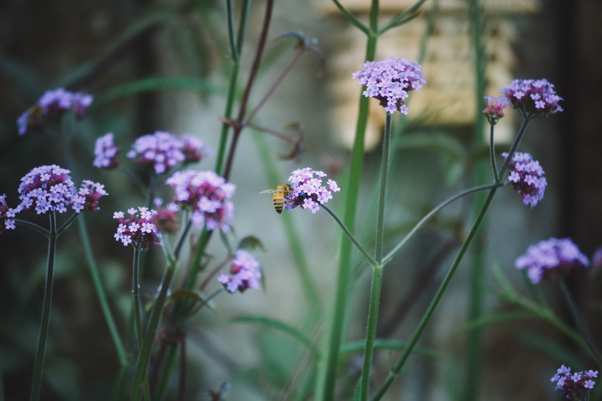bee on verbena
