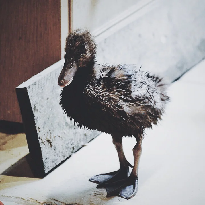 My 14 Duck Keeping Tips