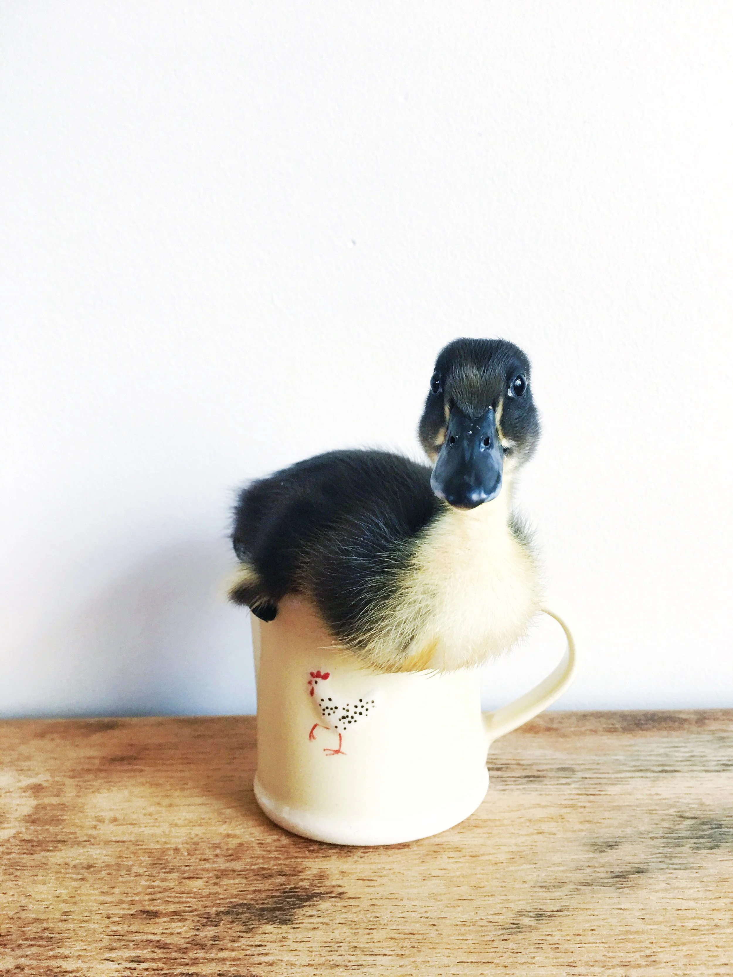 14 Days of Ducklings