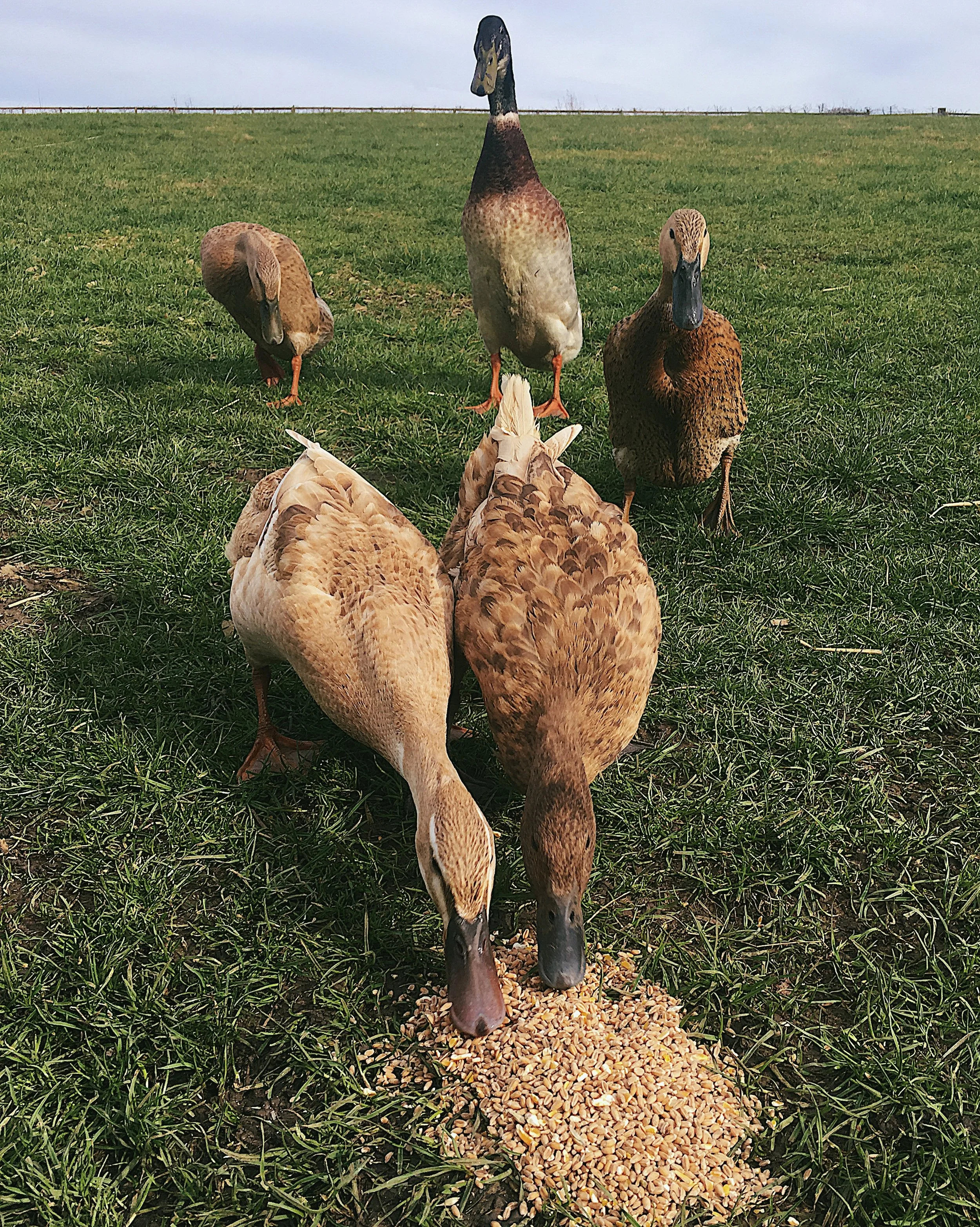 My Stories: The males of the flock