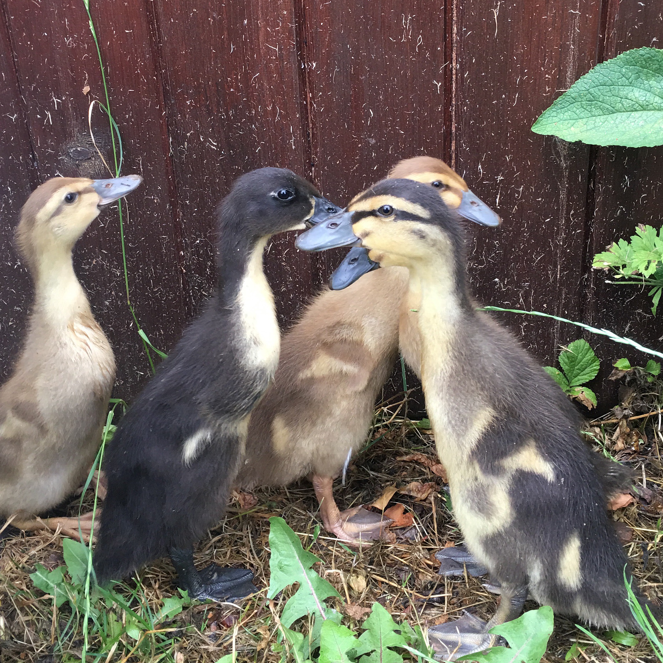indian runner ducklings