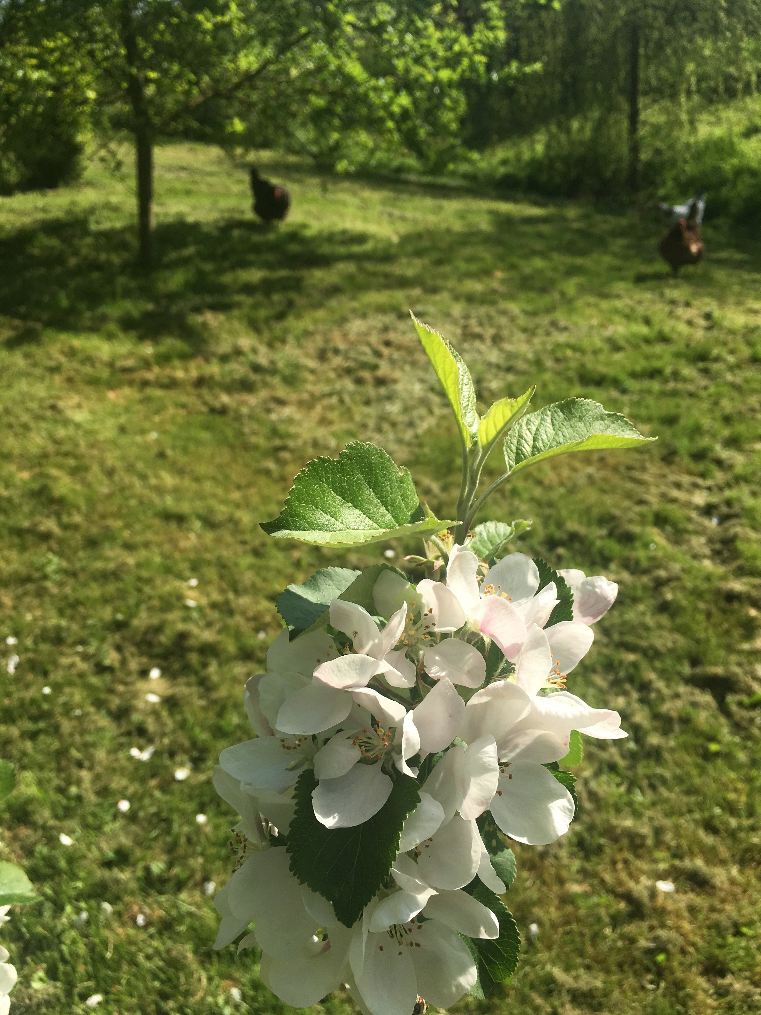 chickens in a young orchard