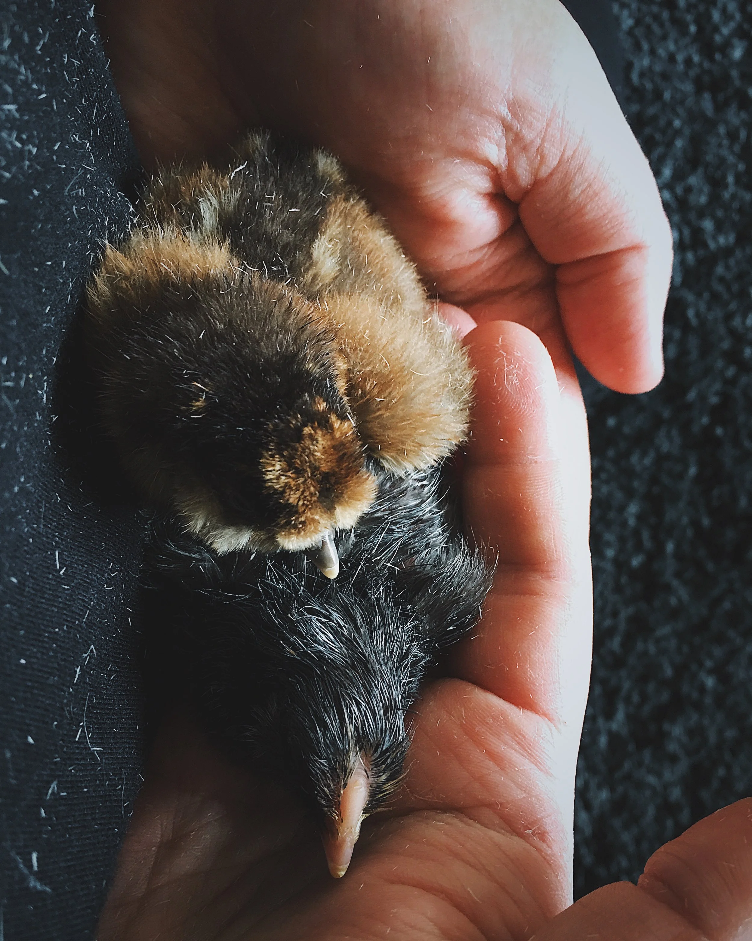 The story of how I hatched chicks in an incubator