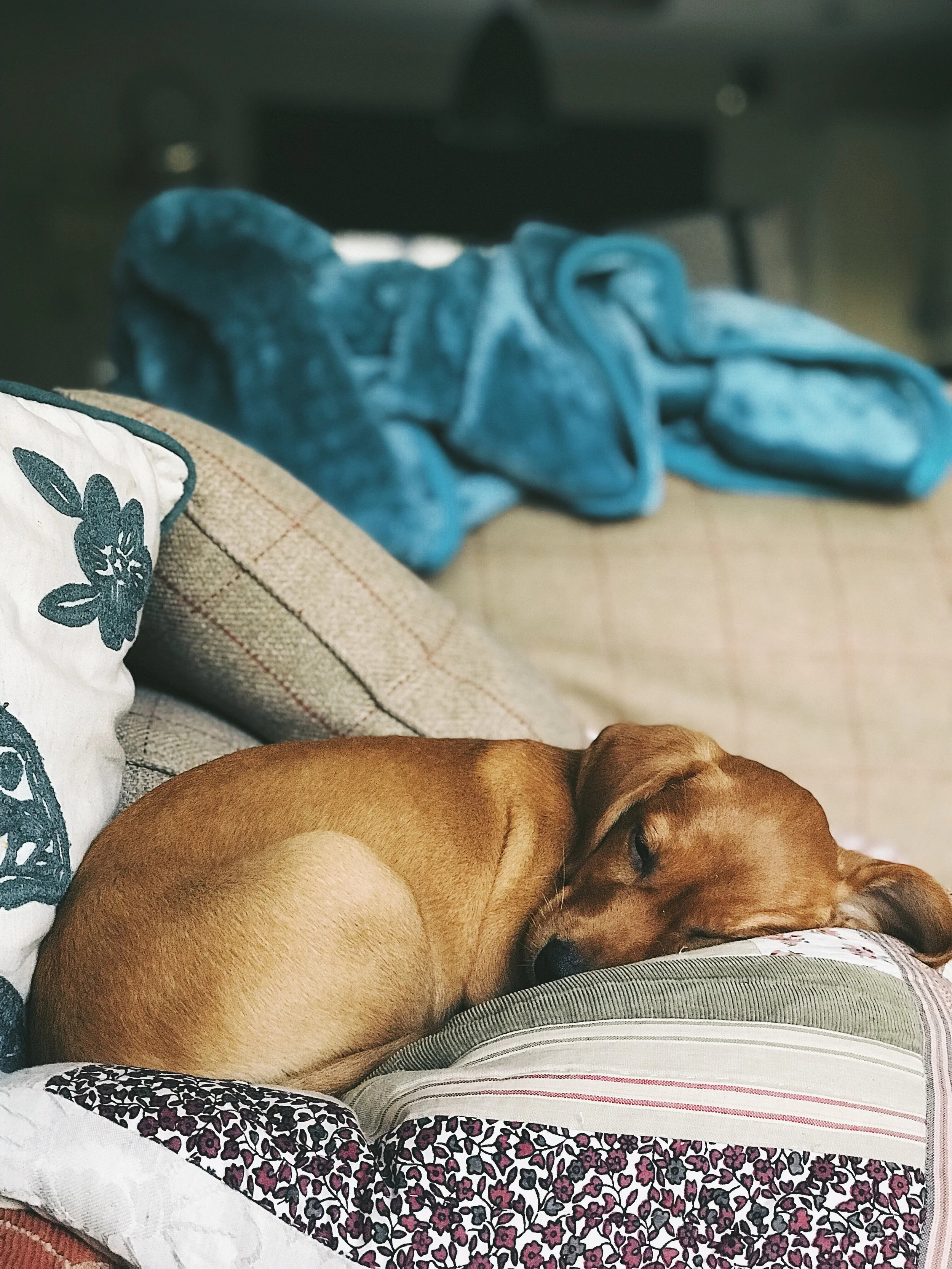 What to expect when you're expecting...an eight-week-old puppy