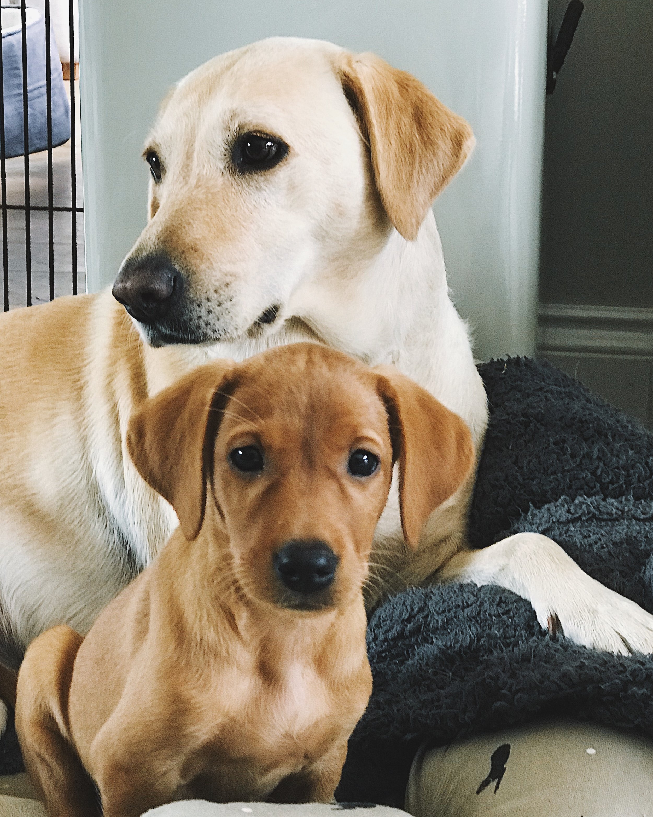 8 week old lab puppy schedule