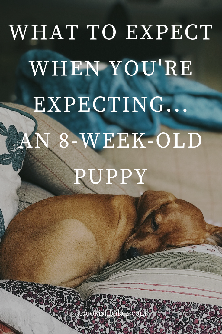 What to expect when you're expecting...an eightweekold puppy — Helen