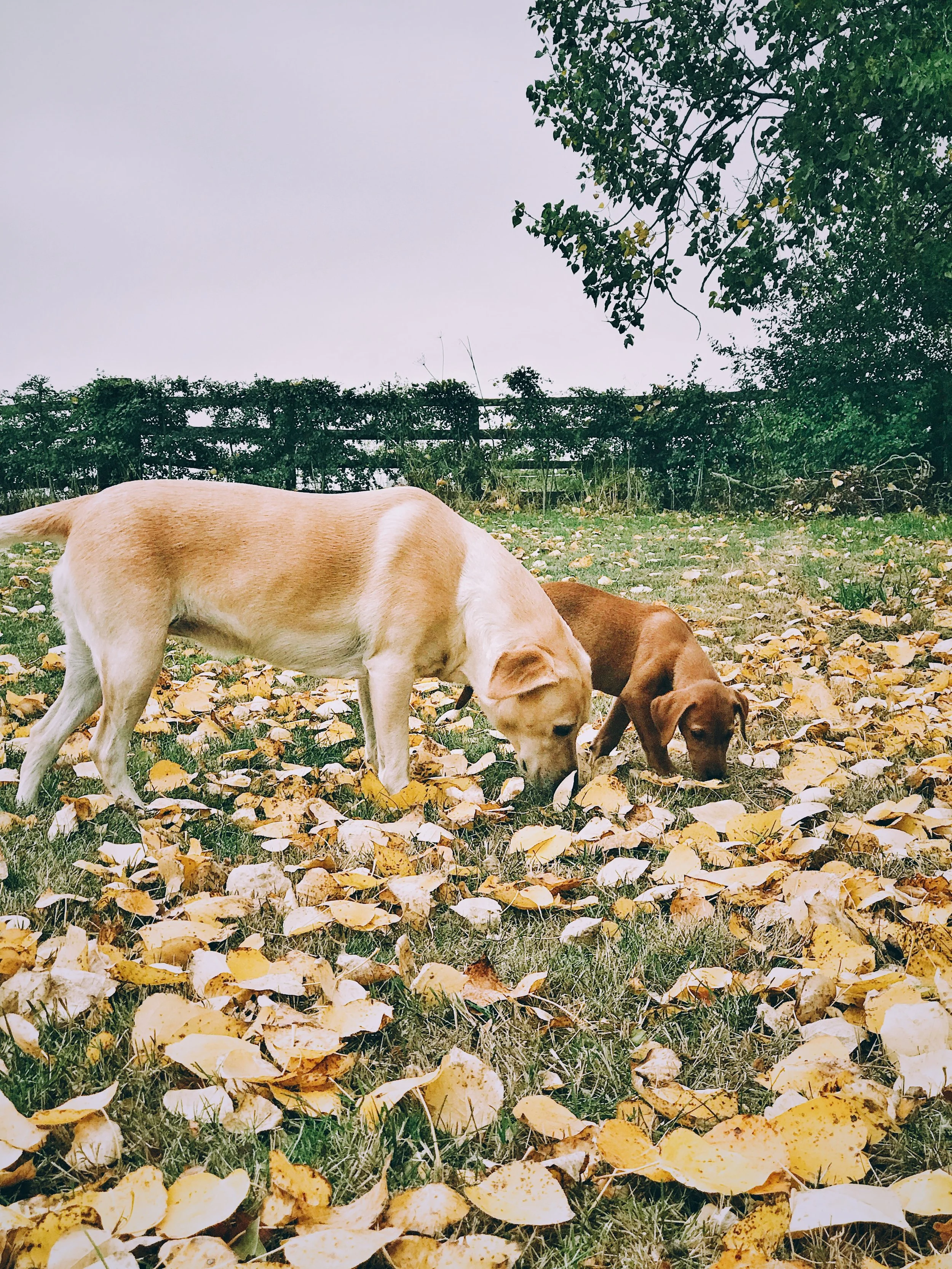 How to overcome blank screen fear when blogging