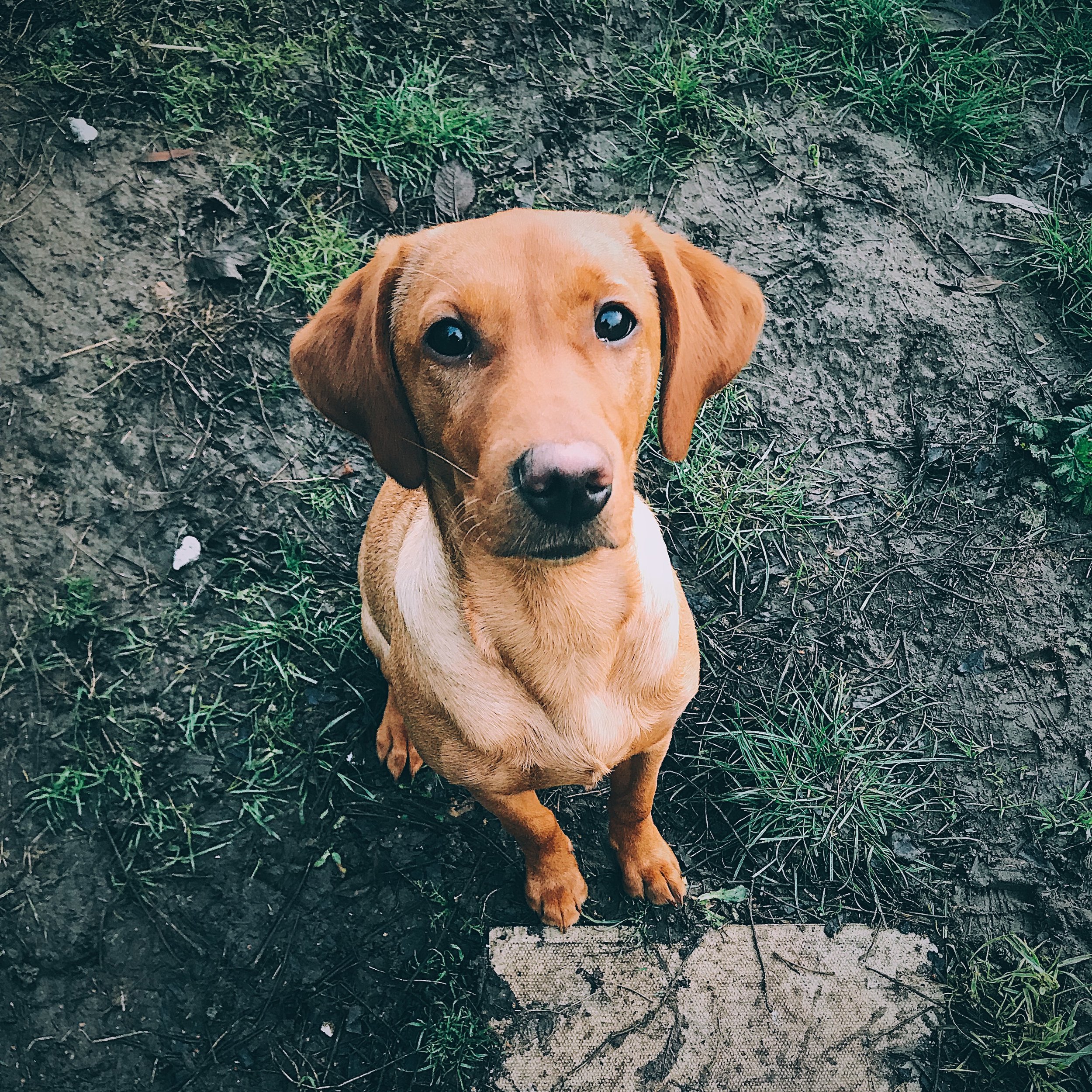 The Puppy at Six Months (and the simple piece of equipment that saved my sanity)