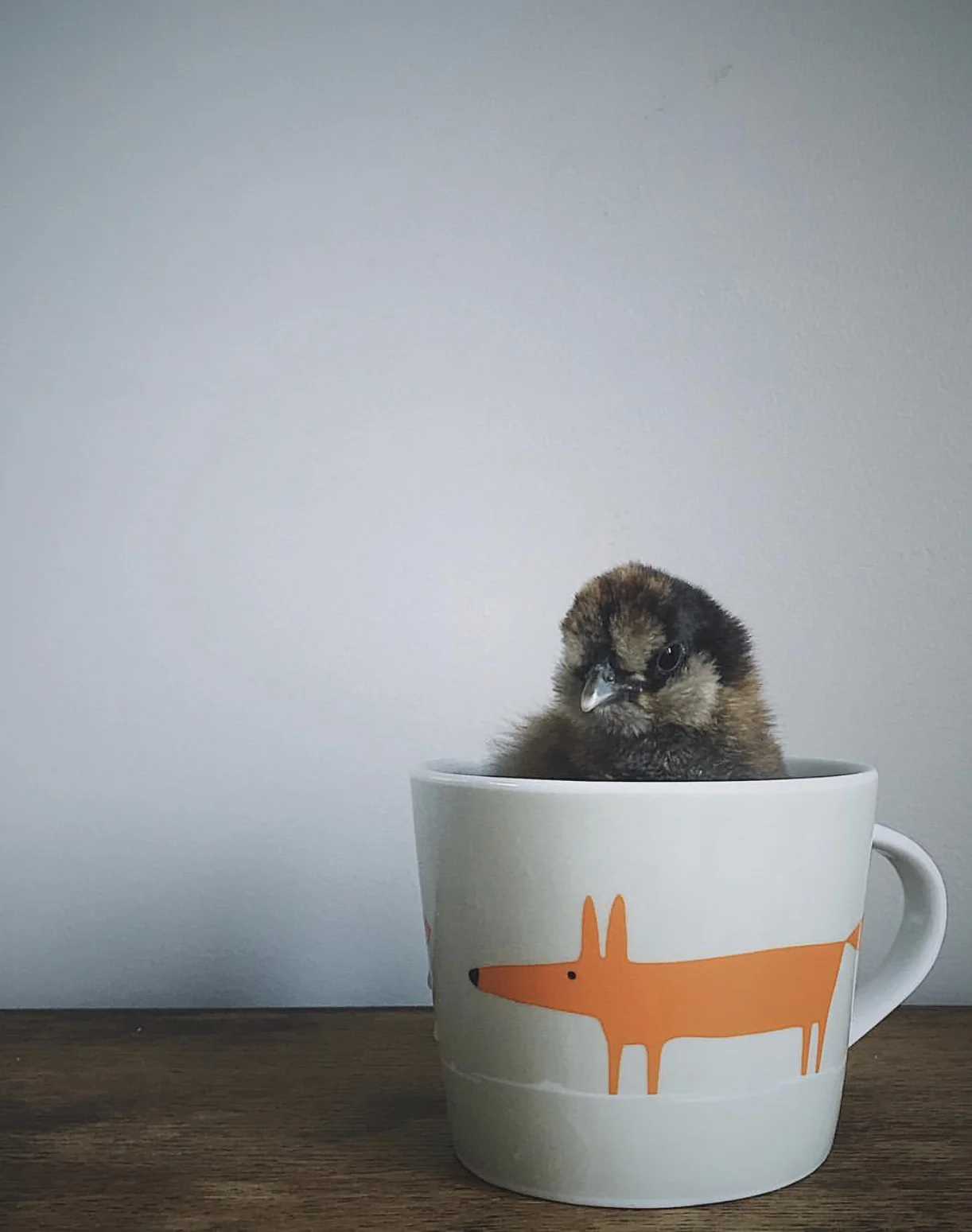 Animal Themed Homeware for the Animal Lover