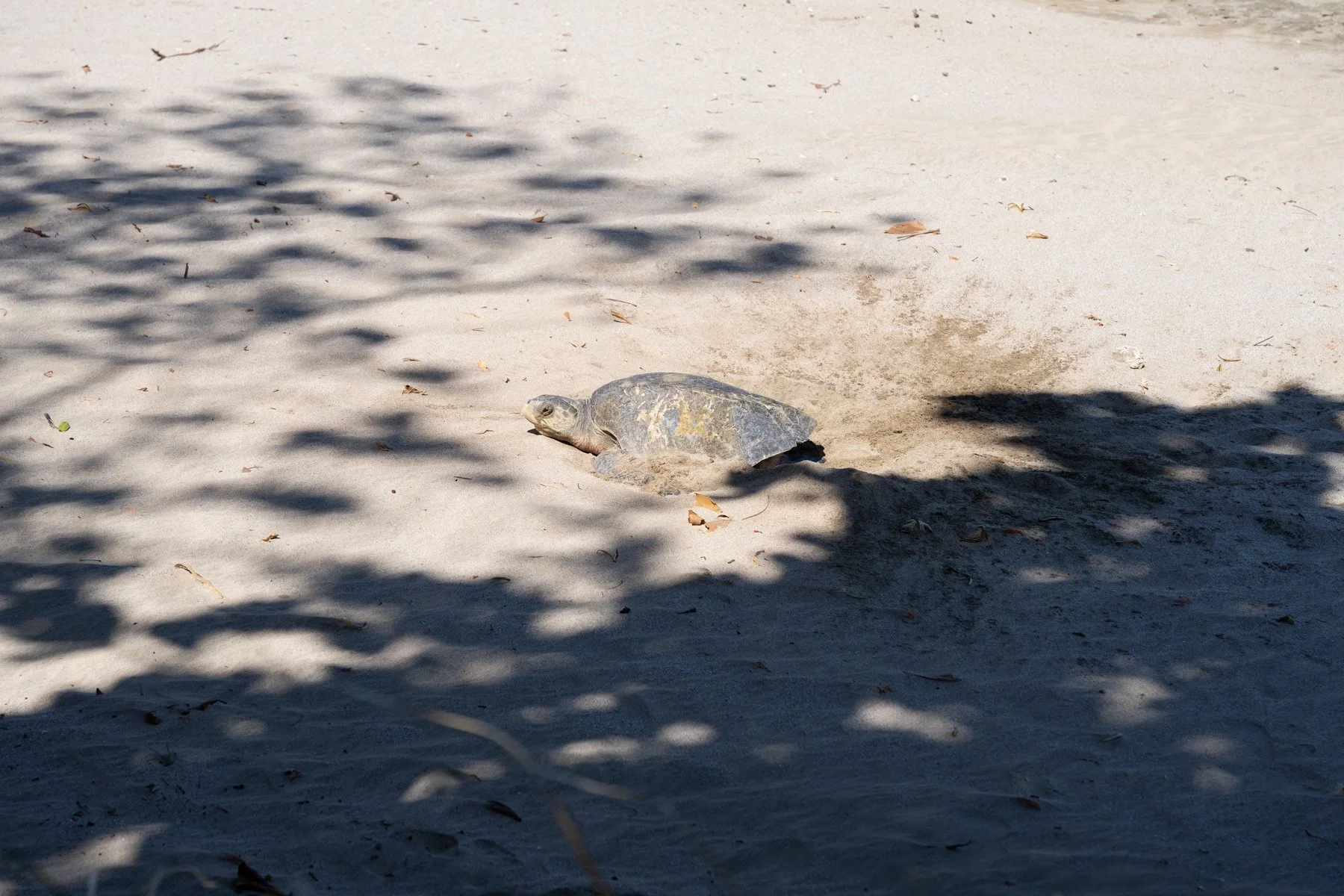 Sea turtle nest