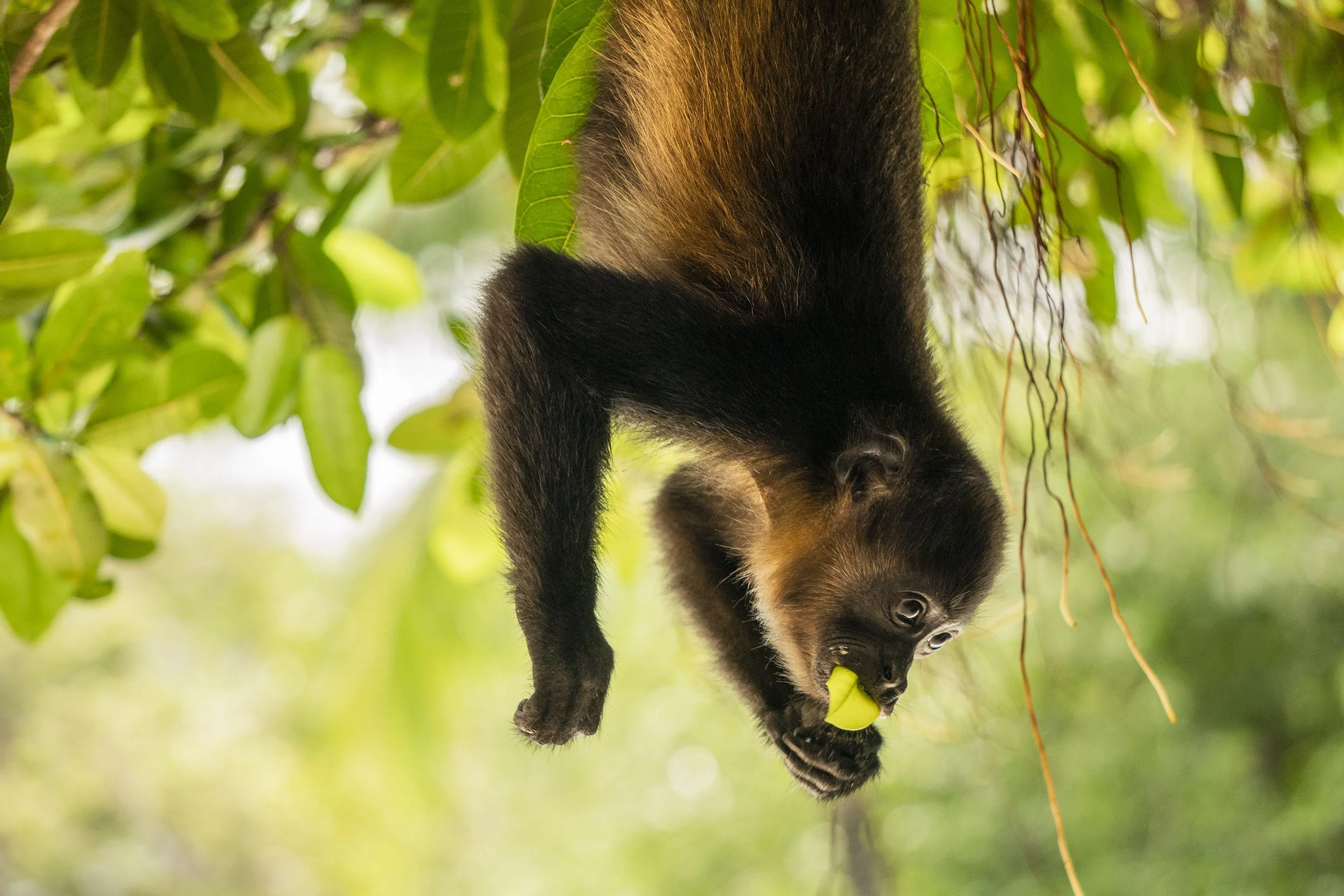 Spotting monkeys, iguanas and colourful birds in the hotel's lush gardens.
