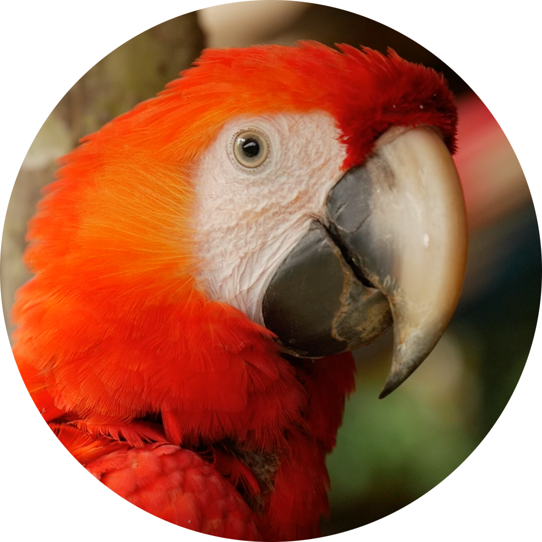 parrot round.png