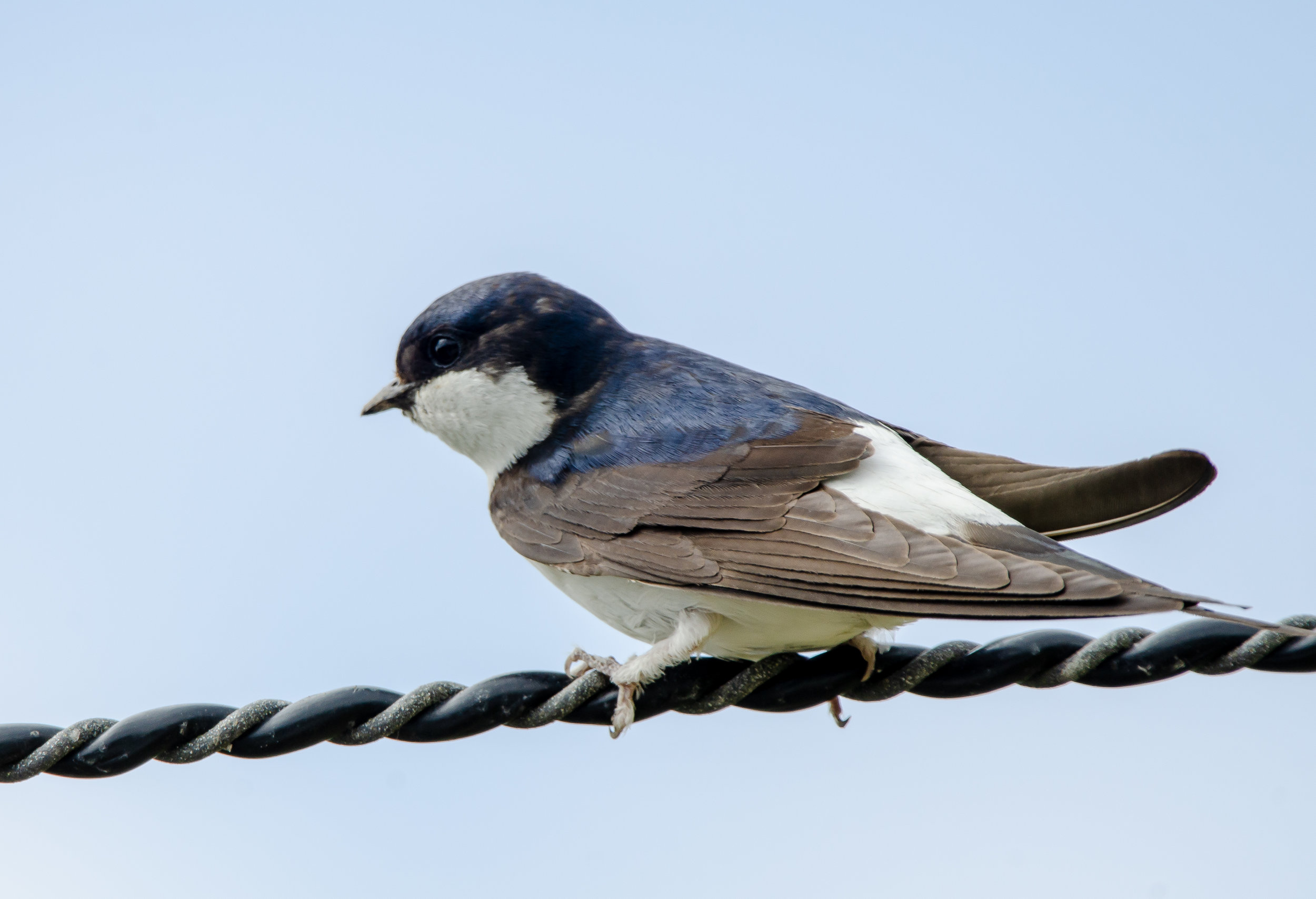 bird on a wire
