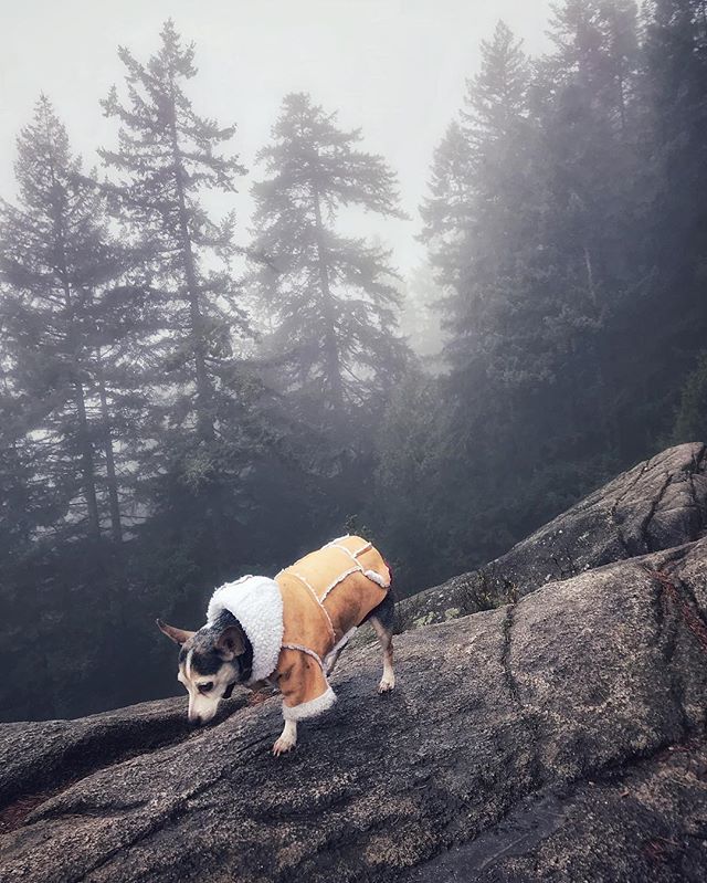 ...$&amp;@*#%!... Ripped from the comfort of my handmade bed in Brooklyn, my masters thrust me into the foggy wilderness of British Columbia for some &ldquo;walk&rdquo;. What lies! Thank nuts mama bought me a fancy coat. How do I look though? #dogfas