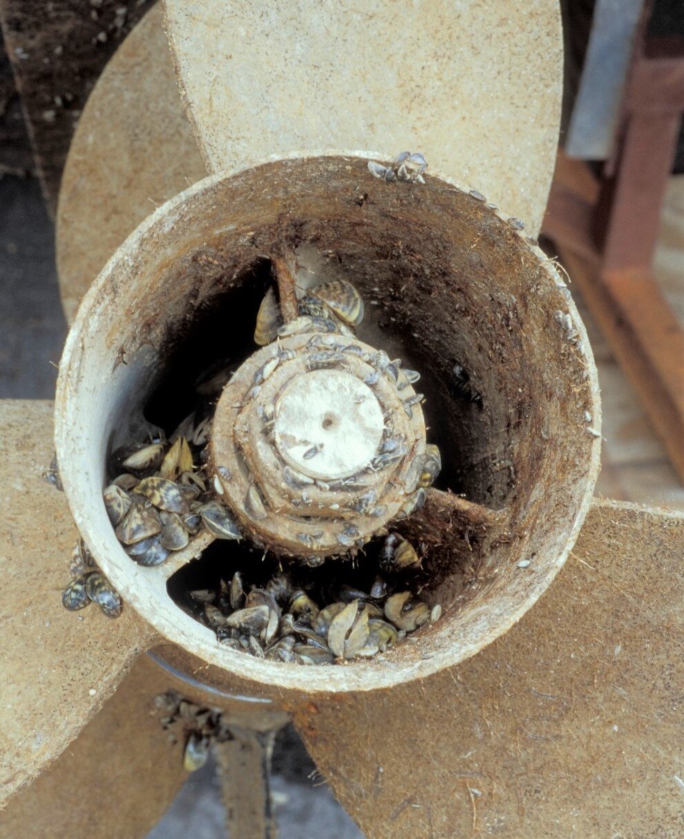  Zebra mussels on boat propellor. (Photo: Missouri Department of Conservation) 