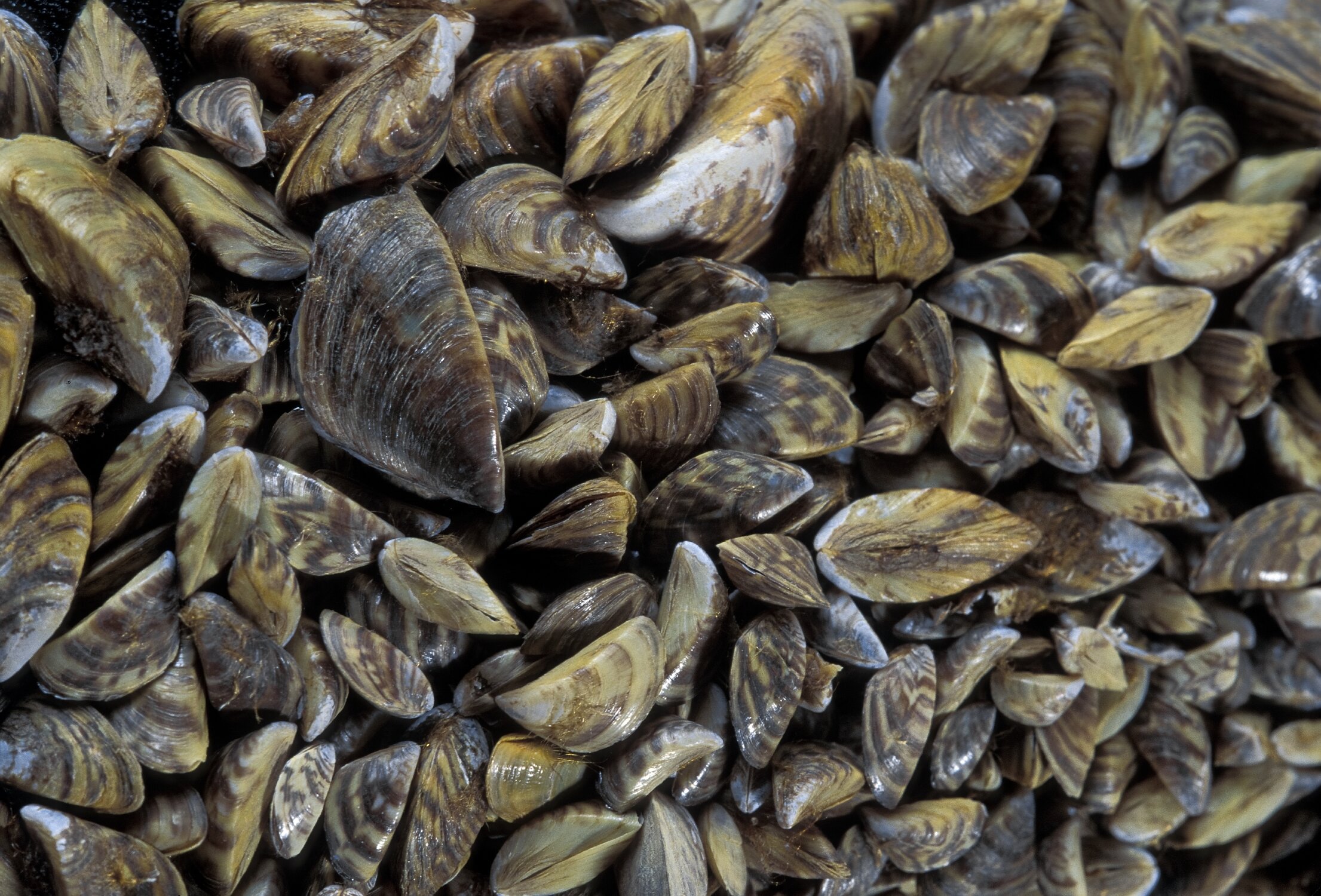  Zebra mussels (Photo: Missouri Department of Conservation) 