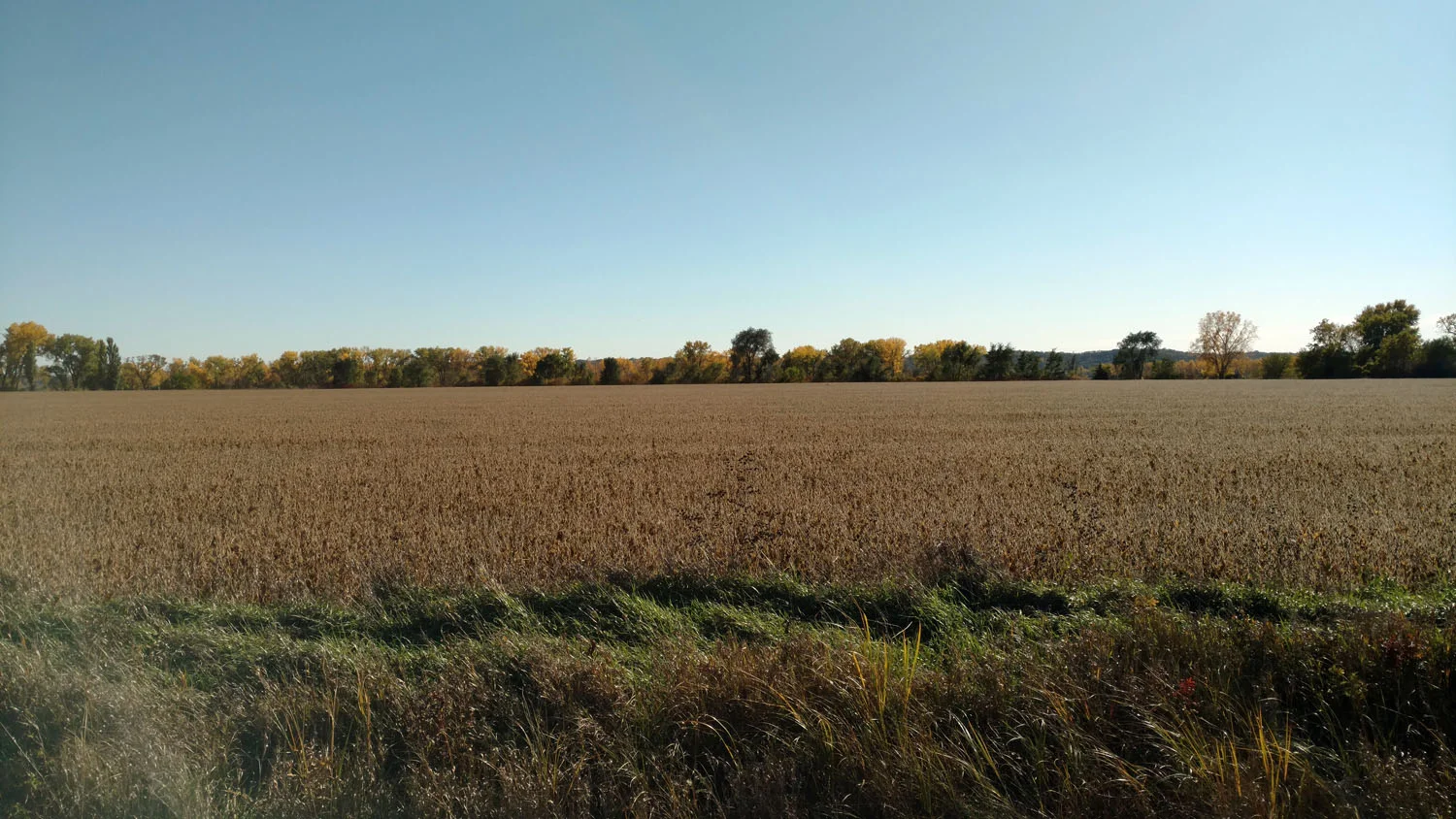 Autumn soybean field adjacent to the Missouri River, Burbank, SD