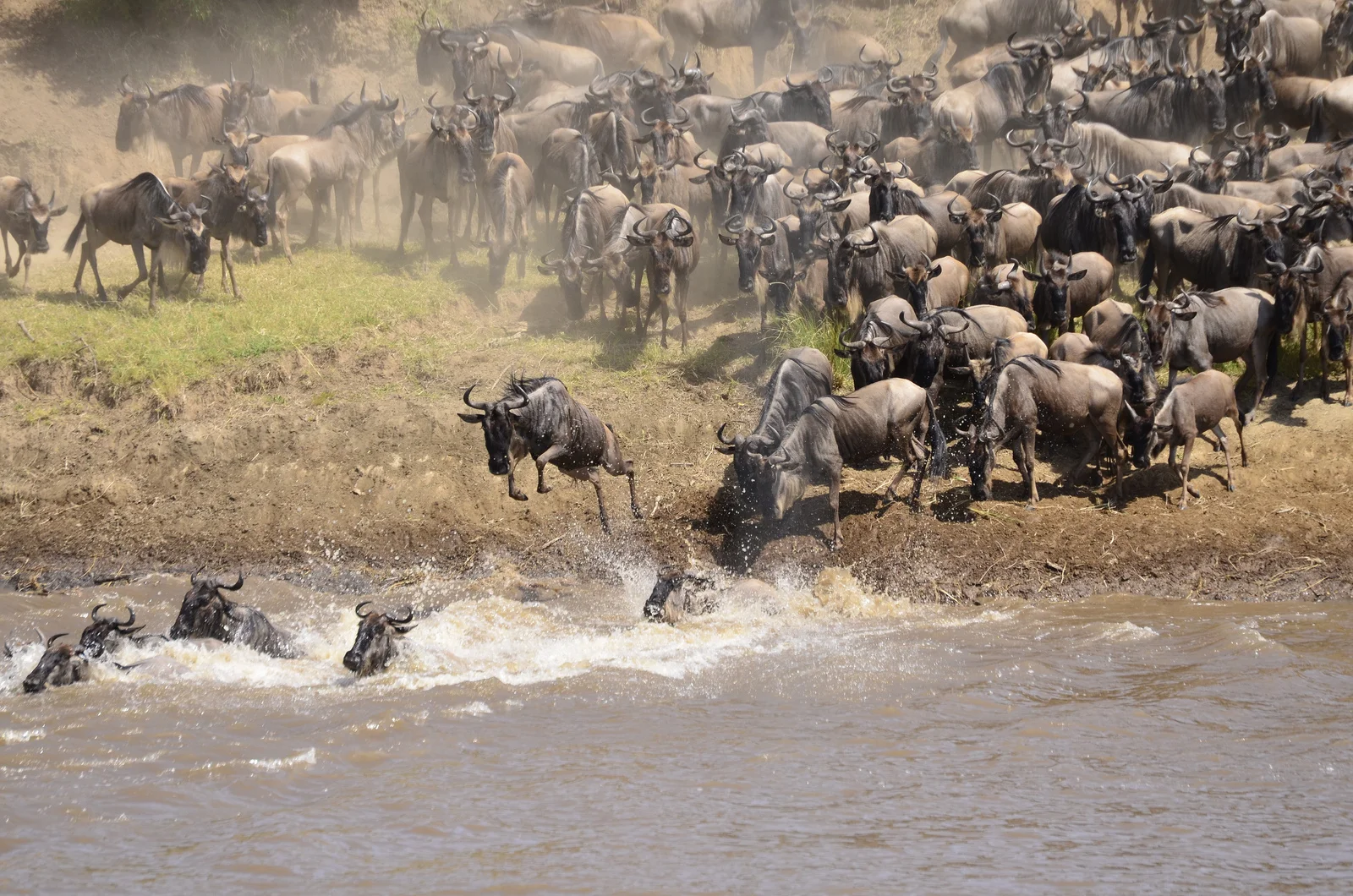 Africa's Great Migration.jpg