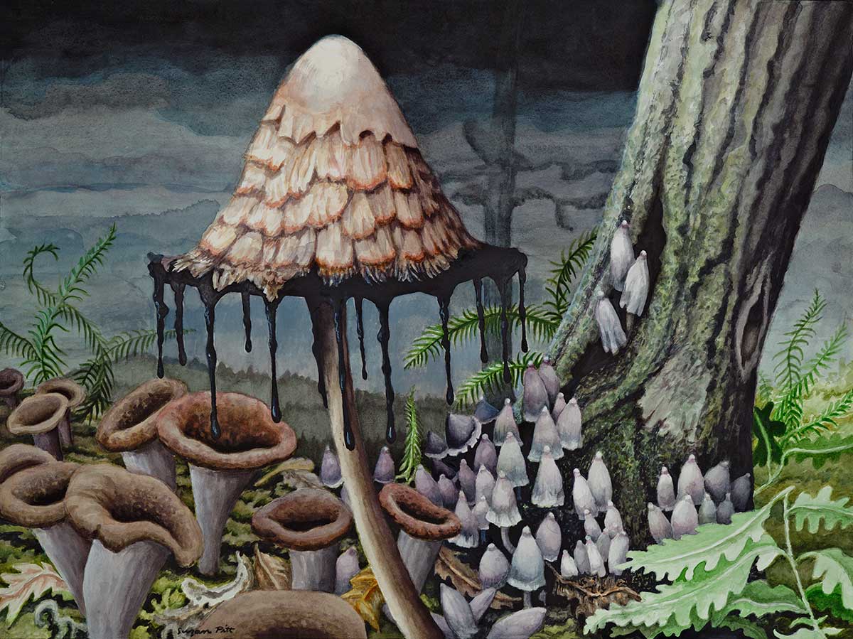 Black Trumpets, Inky Cap, Alcohol Inkies