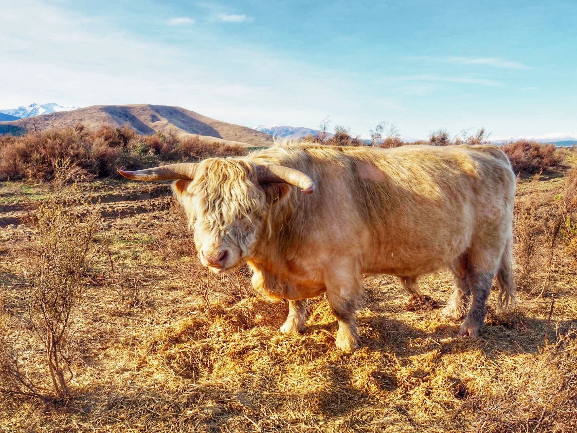 Marcus, the friendly bull at Skyscape. Don't trust those horns though!