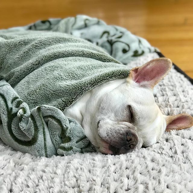 Happy birthday little burrito! 🎉🎁🎊 #frenchie #frenchbulldog #puppy #adlomedia #frenchiesofinstagram