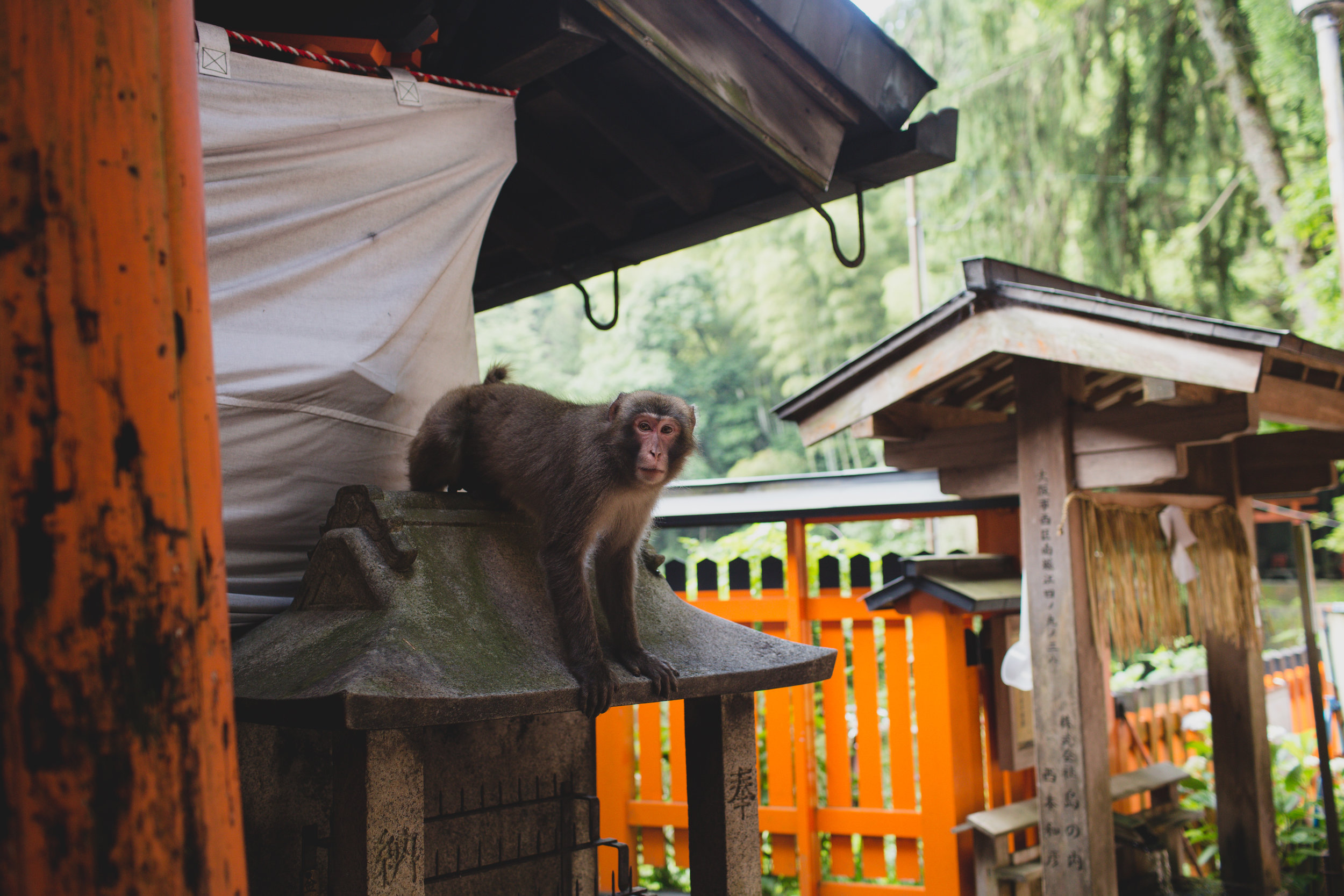 A surprise encounter with a monkey!   