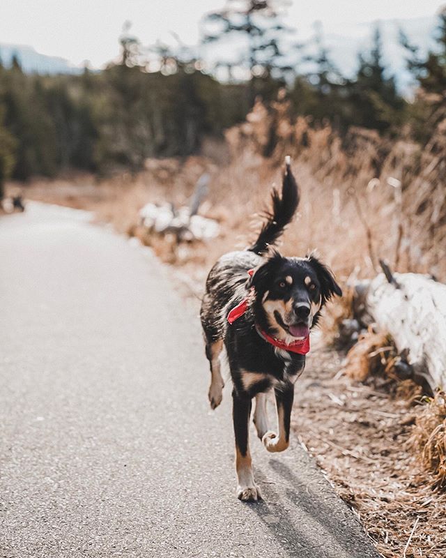 Today marks 27 laps around the sun, and it&rsquo;s been the best year yet. Spent the day at home with my beautiful pregnant wife, and my adventure-loving pup, Molly, sitting by the wood stove and working on photos from last week&rsquo;s trip to @grea