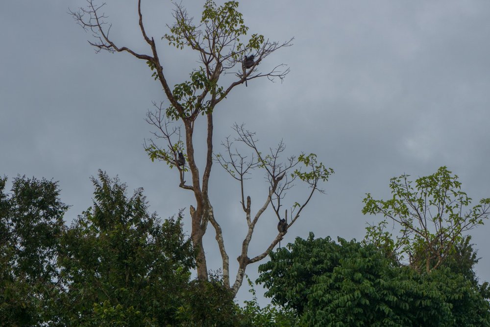 Long-tailed Macaques