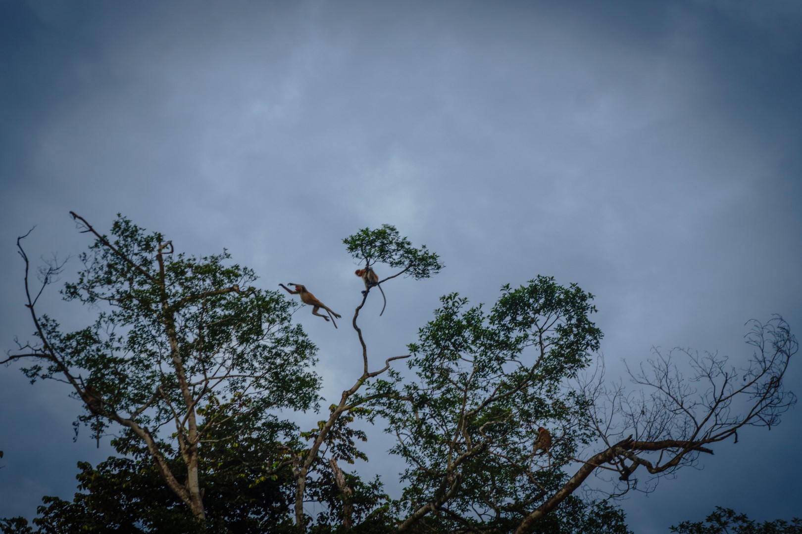 My cousins, the Proboscis Monkeys