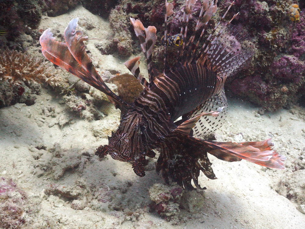 Lionfish