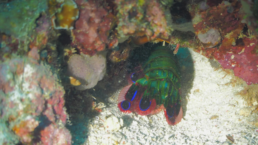Peacock Mantis Shrimp Tail