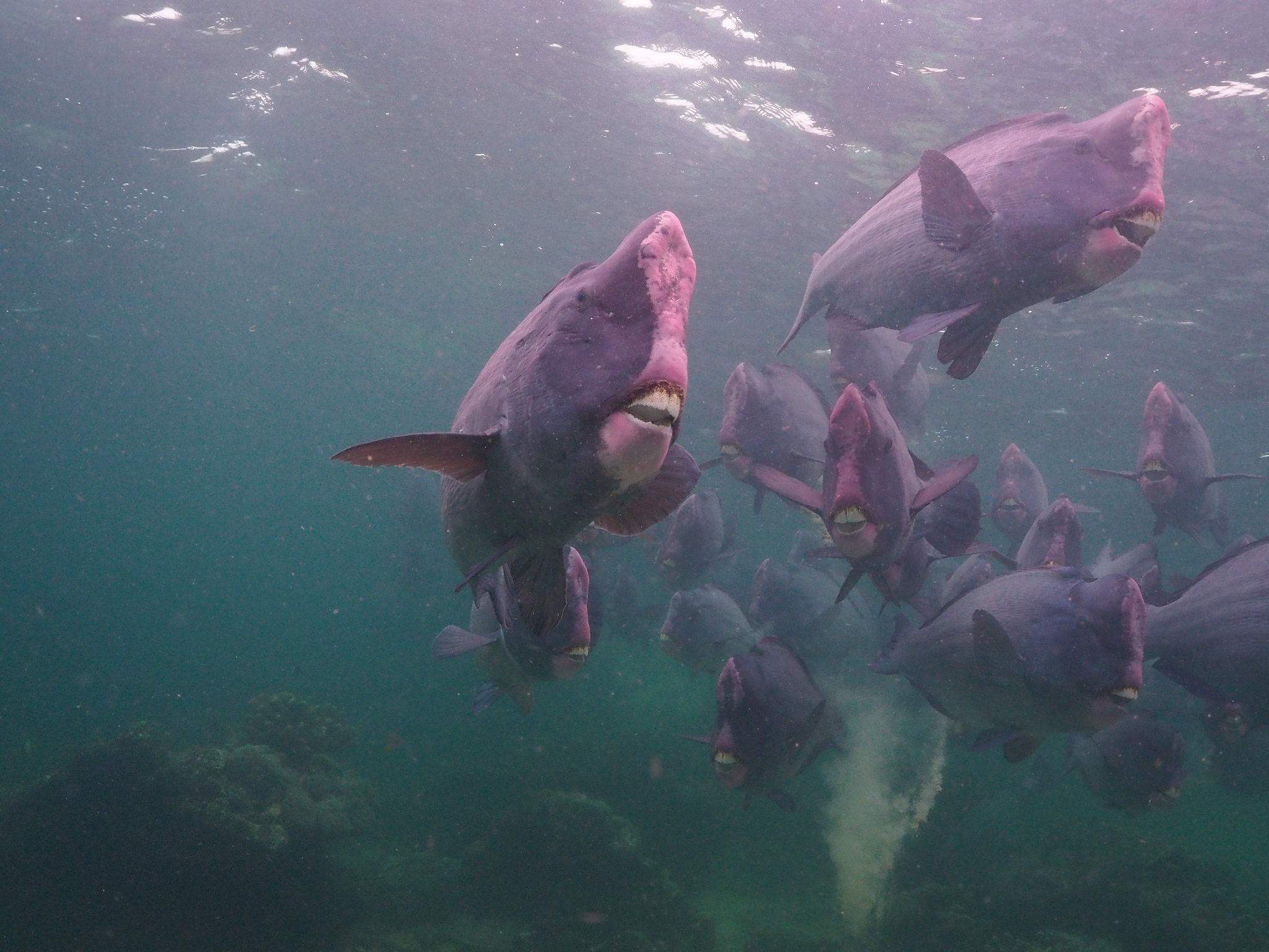 School of Bumphead Parrotfish