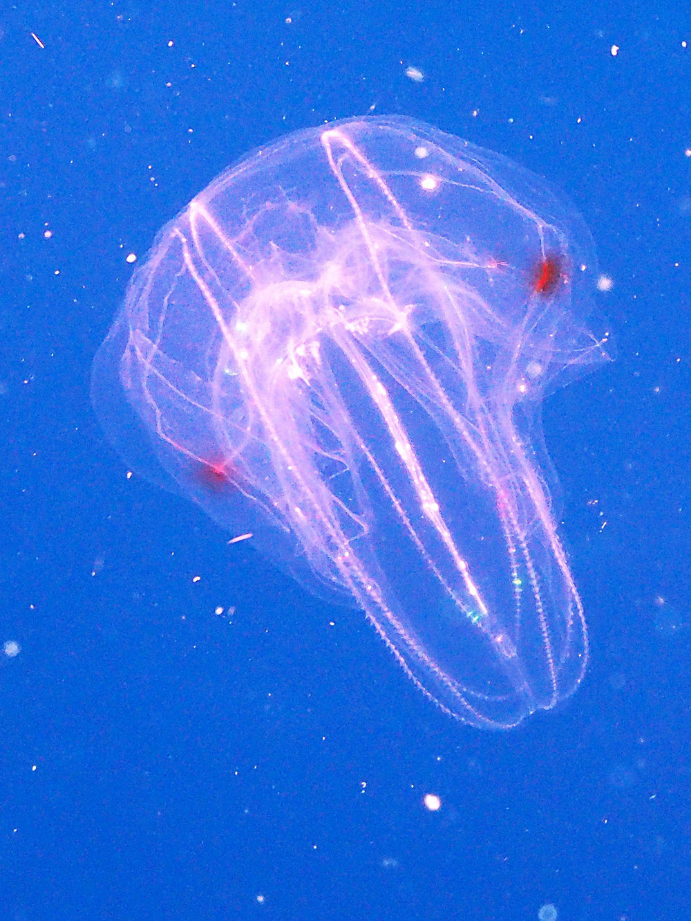 Comb Jelly