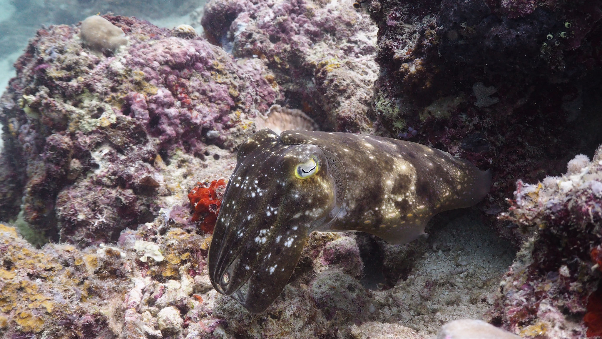 Broadclub Cuttlefish