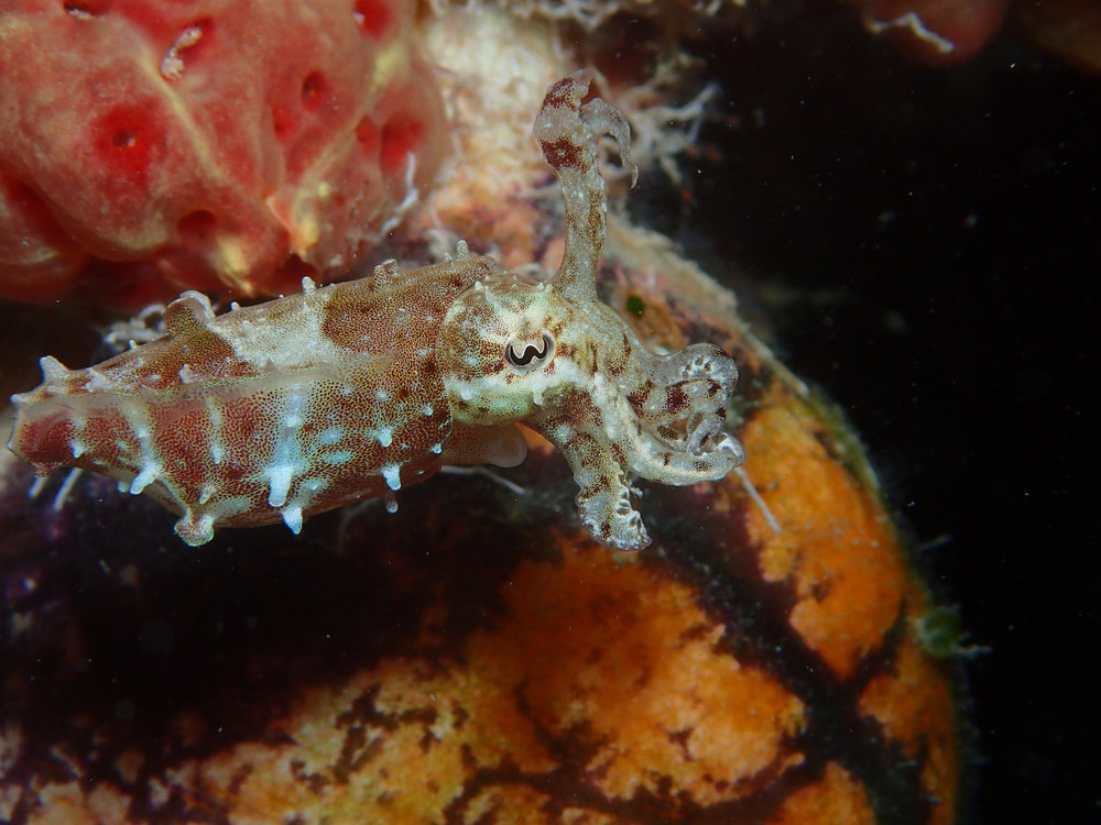 Dwarf Cuttlefish