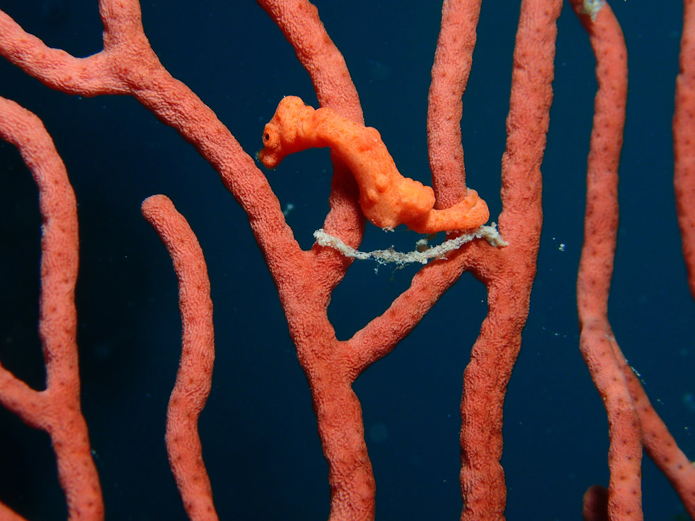 Pygmy Seahorse