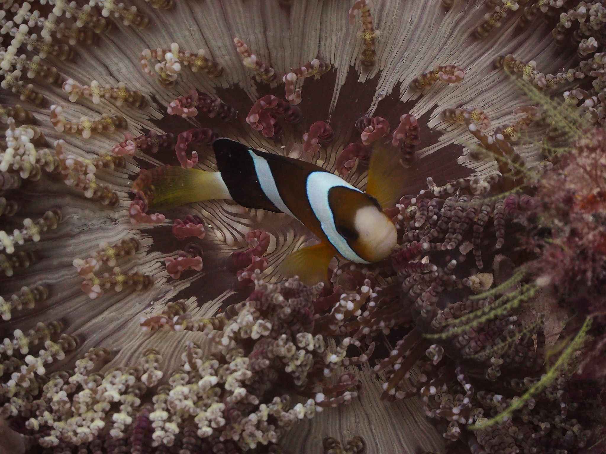 Nemo (Clownfish and Anemone)