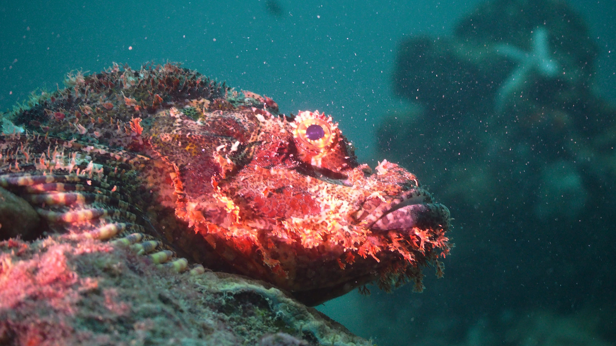 Tasselled Scorpionfish